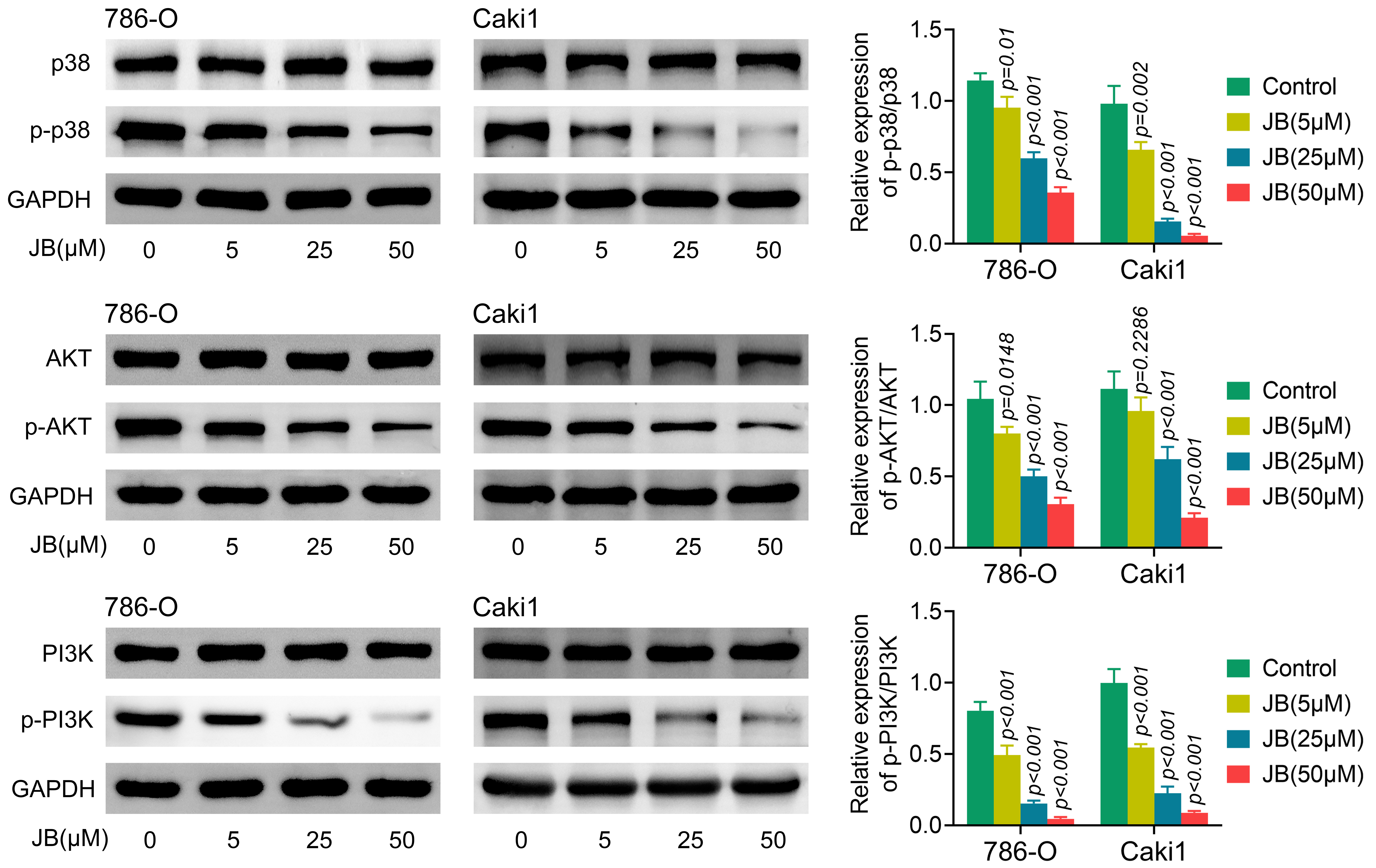 JB inhibits MAPK and PI3K/AKT signaling in RCC cells. Relative
protein expressions of p38, p-38, Akt, p-Akt, PI3K and p-PI3K by western blot.
The results are normalized to GAPDH. JB: Jolkinolide B; AKT: protein kinase B;
GAPDH: glyceraldehyde-3-phosphate dehydrogenase; PI3K:
phosphatidylinositol-3-kinase.