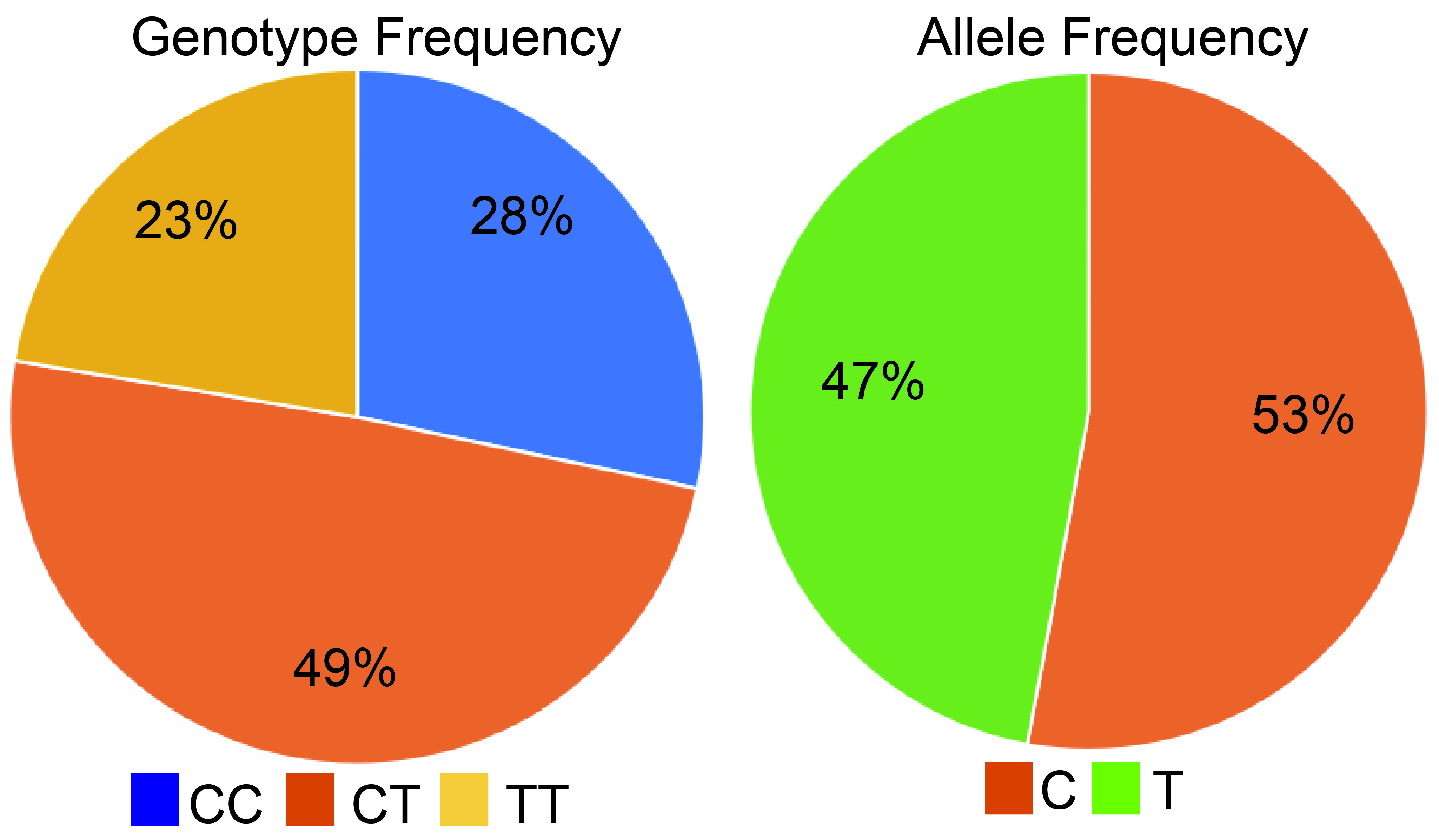 The genotype distributions of MTHFR C677T in all study subjects 
were tested according to the Hardy-Weinberg law of genetic equilibrium 
(p = 0.95).