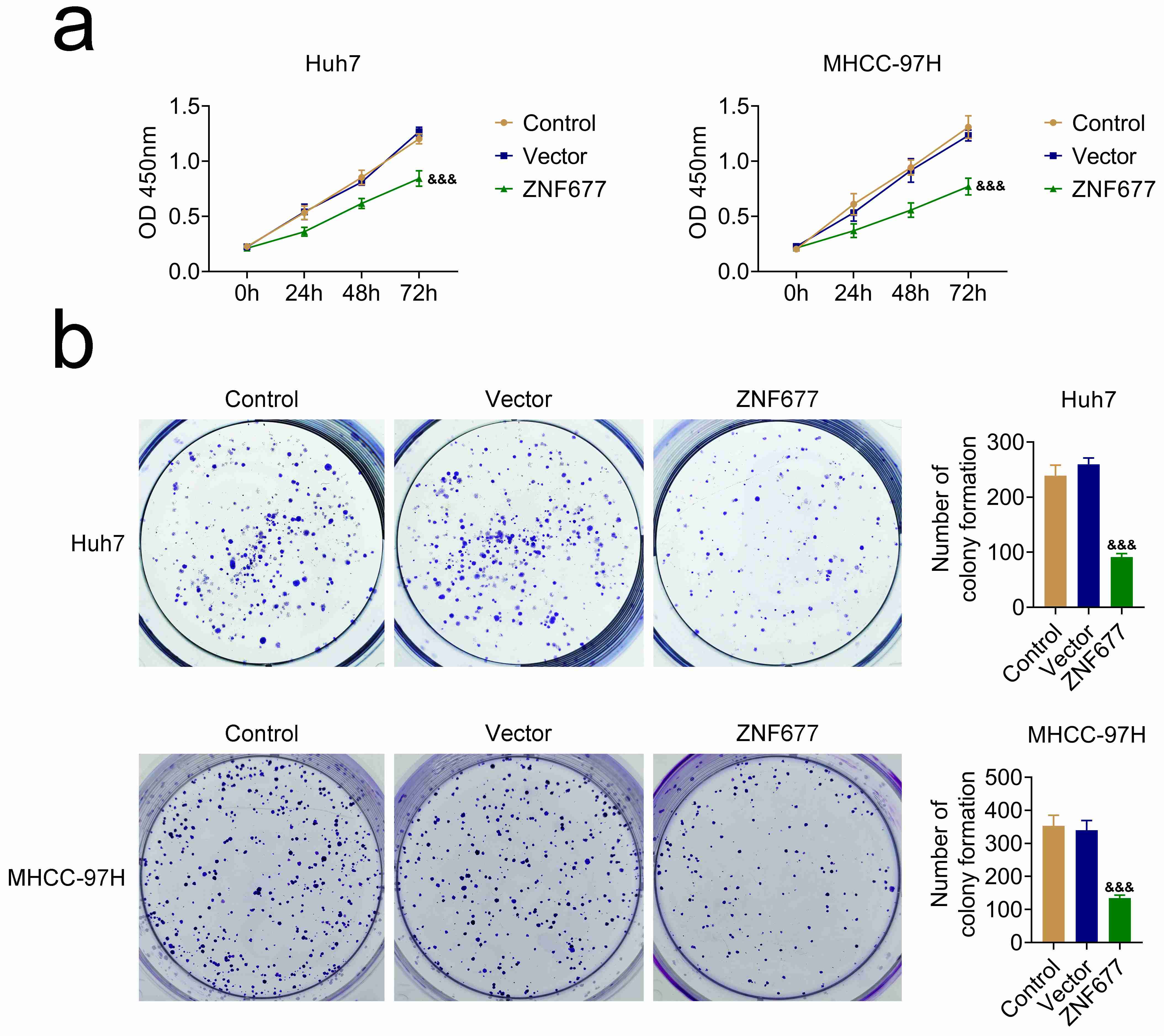 ZNF677 suppressed HCC cell growth. (a) CCK-8 assays evaluating 
the viability of Huh7 and MHCC-97H cells following transfection with control and 
ZNF677 overexpression plasmids for 24 hours. The optical density at 450 nm 
(OD450) was measured to assess cell viability. (b) Colony formation assays 
demonstrating the growth of Huh7 and MHCC-97H cells after 24 hours of 
transfection with control vectors and ZNF677 overexpression plasmids. The number 
of colonies was counted. &amp;&amp;&amp;p < 0.001, ZNF677 vs. 
vector. ZNF: Zinc finger.