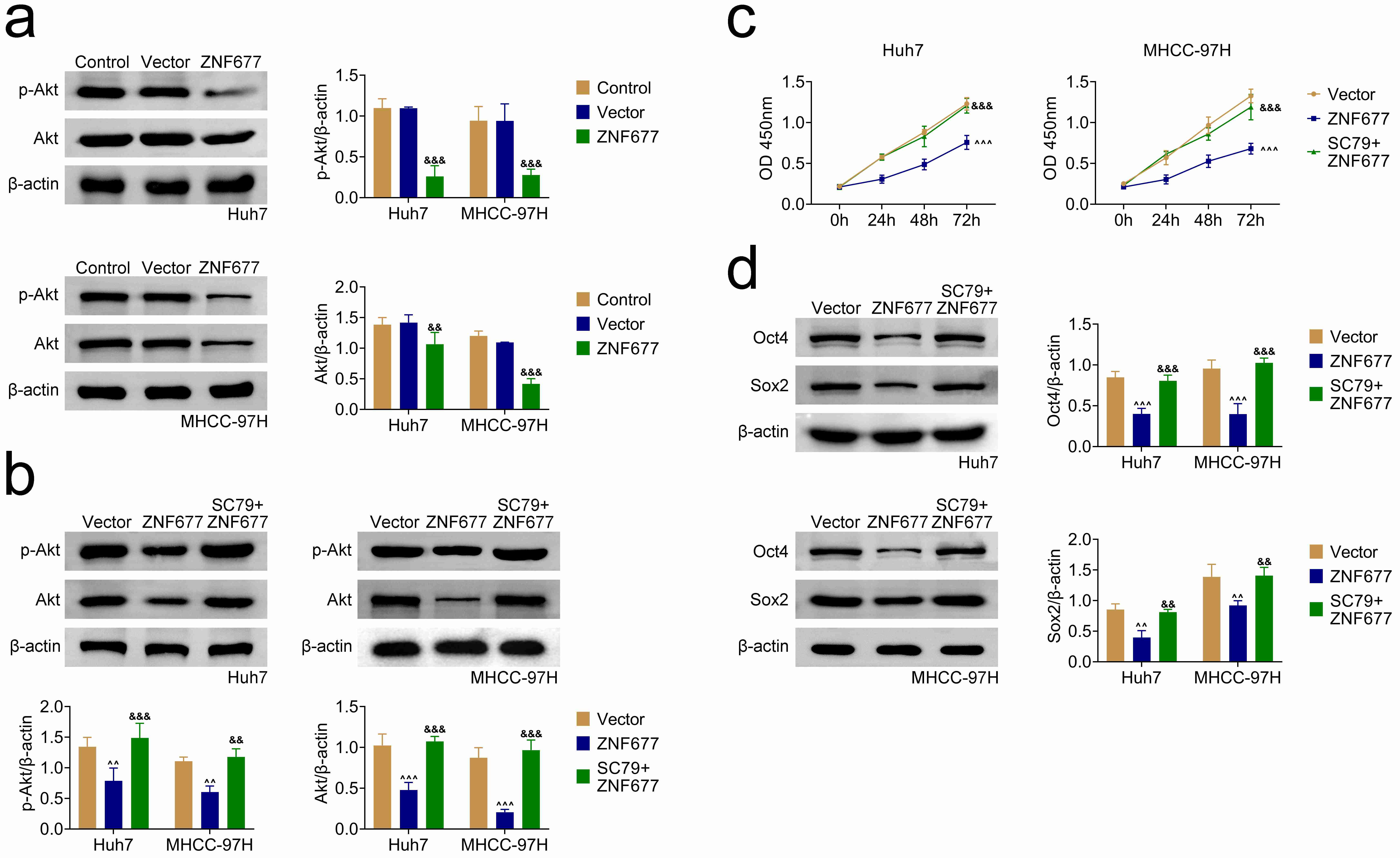 ZNF677 inhibits the growth, motility and stemness of HCC cells 
via the PI3K/Akt pathway. (a) Immunoblot assays showing the expression 
and phosphorylation levels of Akt in Huh7 and MHCC-97H cells transfected with 
control and ZNF677 overexpression plasmids for 24 hours. &amp;&amp;p < 
0.01, &amp;&amp;&amp;p < 0.001, ZNF677 vs. vector. (b) Immunoblot 
assays evaluating the expression and phosphorylation levels of Akt in Huh7 and 
MHCC-97H cells after specified treatments. 
^^p < 0.01, 
^^^p < 0.001, 
ZNF677 vs. vector. &amp;&amp;p < 0.01, &amp;&amp;&amp;p 
< 0.001, ZNF677 + SC79 vs. ZNF677. (c) CCK-8 assays evaluating cell 
viability in Huh7 and MHCC-97H cells under indicated treatments for 24 hours. 
Optical density was measured at 450 nm (OD450). 
^^^p < 0.001, 
ZNF677 vs. vector. &amp;&amp;&amp;p < 0.001, ZNF677 + SC79 
vs. ZNF677. (d) Immunoblot assays displaying the expression of stemness 
markers Oct4 and Sox2 in Huh7 and MHCC-97H cells following specified treatments. 
^^p < 0.01, 
^^^p < 0.001, 
ZNF677 vs. vector. &amp;&amp;p < 0.01, &amp;&amp;&amp;p 
< 0.001, ZNF677 + SC79 vs. ZNF677. ZNF: Zinc finger; Akt: protein 
kinase B.