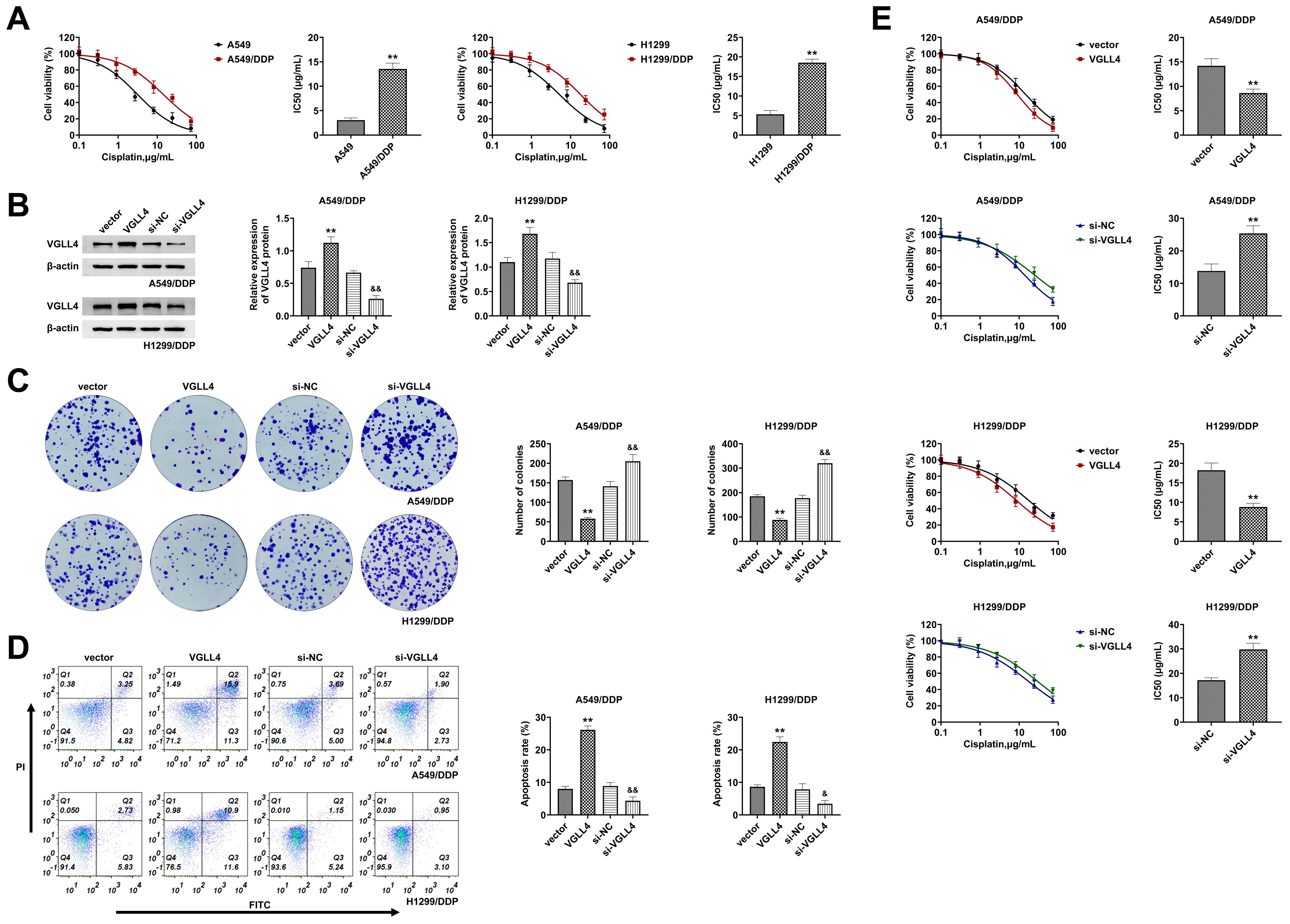 VGLL4 enhances lung cancer cell sensitivity to cisplatin. (A)
IC50 values of lung cancer cells (A549, H1299) and their cisplatin-resistant
counterparts (A549/DDP, H1299/DDP) were determined using the CCK8 assay. (B)
Western blot analysis of VGLL4 protein expression in lung cancer
cisplatin-resistant cells (A549/DDP, H1299/DDP) following transfection with VGLL4
or si-VGLL4. (C) Clone formation assay assessing proliferation of A549/DDP and
H1299/DDP cells transfected with VGLL4 or si-VGLL4. (D) Flow cytometry analysis
of apoptosis in A549/DDP and H1299/DDP cells transfected with VGLL4 or si-VGLL4.
(E) Determination and calculation of IC50 values for A549/DDP and H1299/DDP cells
using the CCK8 method.
**p < 0.01 compared with vector
group; &p < 0.05,
&&p < 0.01 compared with si-NC
group. VGLL4: vestigial-like protein 4; si-NC: siRNA-negative control.