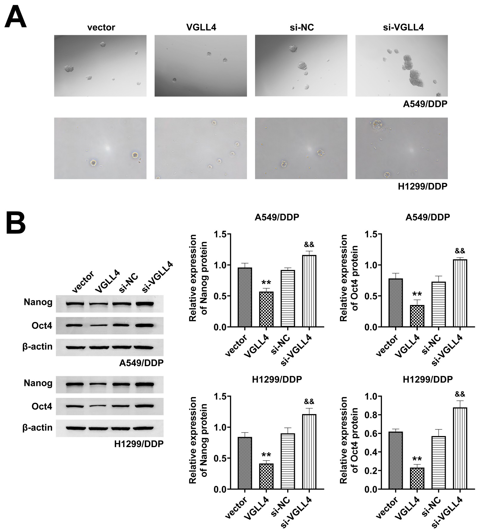 VGLL4 inhibits the stemness characteristics of lung cancer
cells. (A) Sphere formation assay quantifying the number of spheres in A549/DDP
and H1299/DDP cells transfected with VGLL4 or si-VGLL4. (B) Western blot analysis
of protein expression levels of stemness markers Nanog and Oct4 in A549/DDP and
H1299/DDP cells transfected with VGLL4 or si-VGLL4.
**p < 0.01 compared with vector
group; &&p < 0.01 compared
with si-NC group. VGLL4: vestigial-like protein 4; DDP: cisplatin; si-NC:
siRNA-negative control.