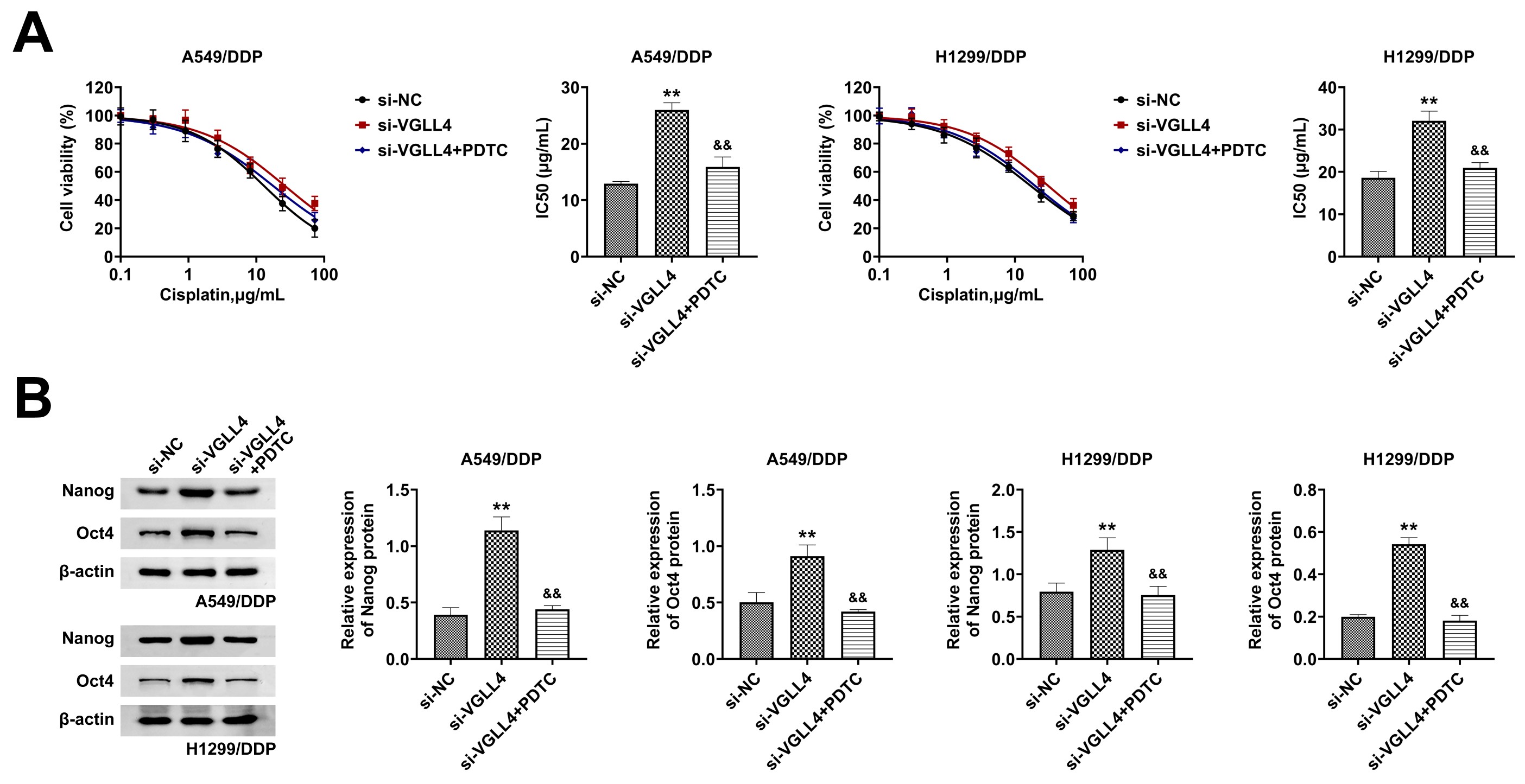 VGLL4 affects drug resistance and stemness of tumor cells
via the NF-κB pathway. (A) CCK8 assay and determination of
IC50 values for cisplatin-resistant cells transfected with si-VGLL4 or si-VGLL4 +
PDTC. (B) Western blot analysis of Nanog and Oct4 protein expression in
cisplatin-resistant cells transfected with si-VGLL4 or si-VGLL4 + PDTC.
**p < 0.01 compared with si-NC
group; &&p < 0.01 compared
with si-VGLL4 group. VGLL4: vestigial-like protein 4; si-NC: siRNA-negative
control; PDTC: Pyrrolidinedithiocarbamate.