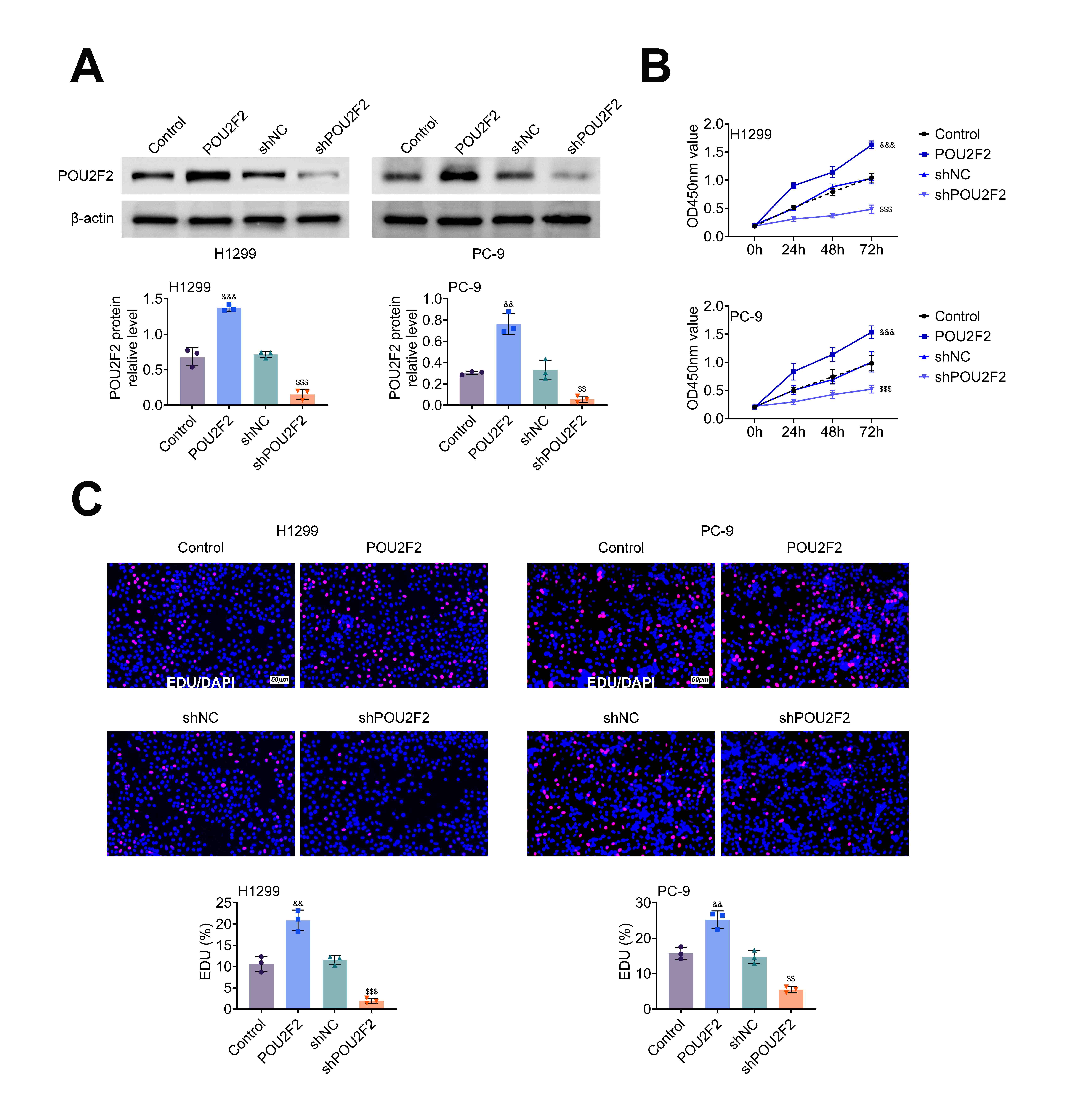 POU2F2 accelerated cell proliferation. (A) The protein expression of POU2F2 was determined in the Control, POU2F2, shNC and shPOU2F2 groups by western blot. (B) The cell viability was examined in the Control, POU2F2, shNC and shPOU2F2 groups by CCK-8 assay. (C) The cell proliferation ability was determined in the Control, POU2F2, shNC and shPOU2F2 groups by EDU assay. &&p < 0.01, &&&p < 0.001 vs. the Control group; $$p < 0.01, $$$p < 0.001 vs. the shNC group. POU2F2: POU class 2 homeobox 2; CCK-8: Cell counting kit-8; EDU: 5-ethynyl-2′-deoxyuridine.