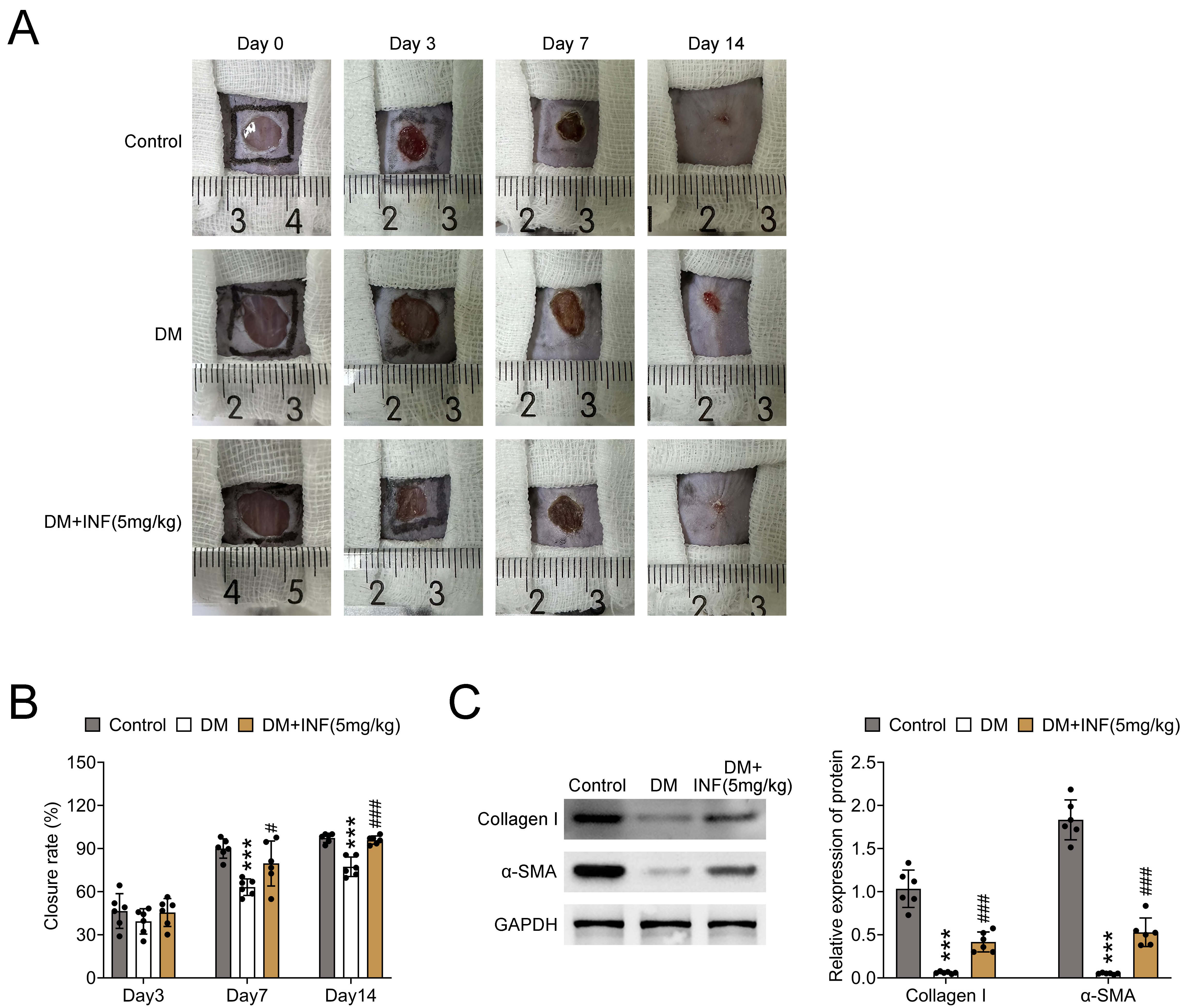 Infliximab accelerated wound healing in DM mice. The mice were
divided into Control, DM and DM + 5 mg/kg INF groups. (A, B) Measurement of wound
healing closure rates. (C) Protein expressions of Collagen I and α-SMA were determined by western blot. N =
6 mice per group. ***p < 0.001 vs. Control;
#p < 0.05, ###p < 0.001 vs. DM. DM:
diabetes mellitus; INF: Infliximab; GAPDH: glyceraldehyde-3-phosphate
dehydrogenase; α-SMA: alpha smooth
muscle actin.