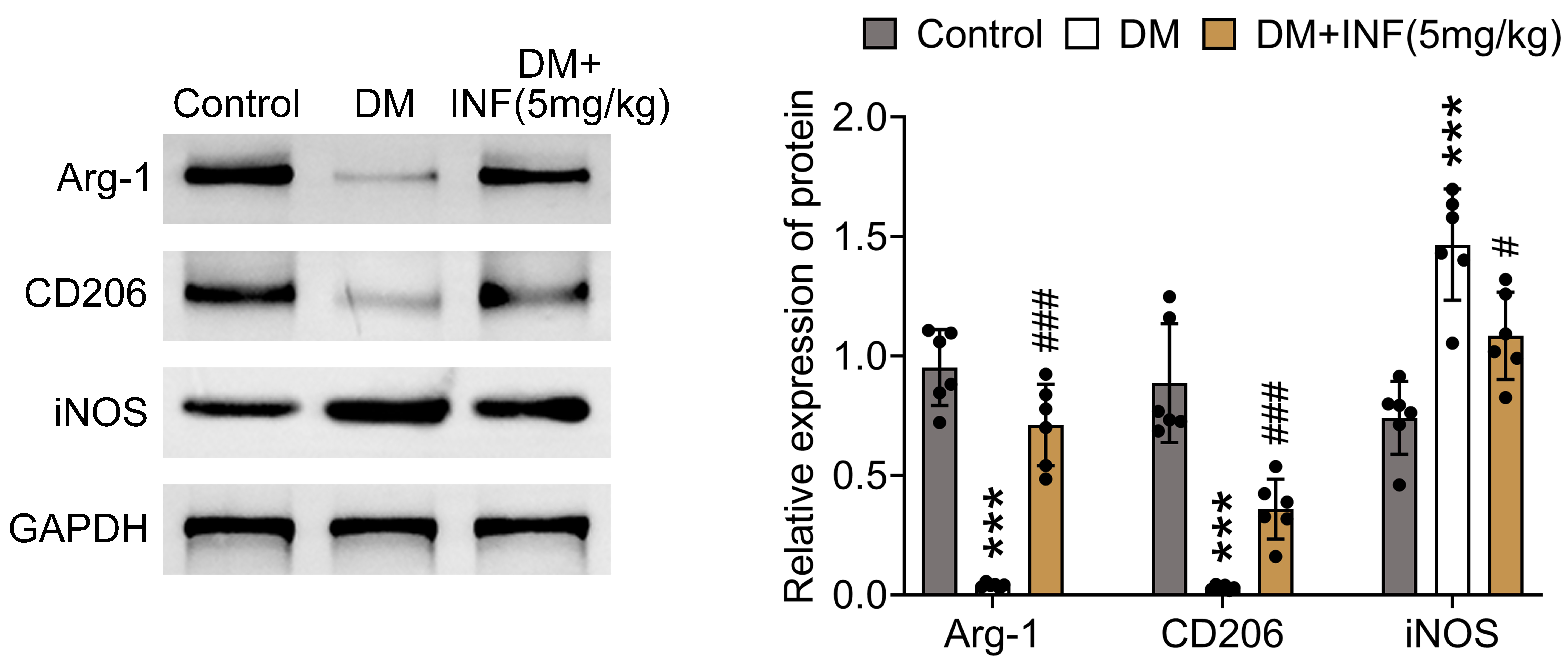 Infliximab facilitated macrophage polarization in DM mice. The
mice were divided into Control, DM and DM + 5 mg/kg INF groups, and their protein
expressions of Arg-1, CD206 and iNOS were determined by western blot. N = 6 mice
per group. ***p < 0.001 vs. Control; #p < 0.05, ###p < 0.001
vs. DM. DM: diabetes mellitus; INF: Infliximab; CD206: cluster of
differentiation 206; iNOS: inducible nitric oxide synthase; GAPDH:
glyceraldehyde-3-phosphate dehydrogenase.