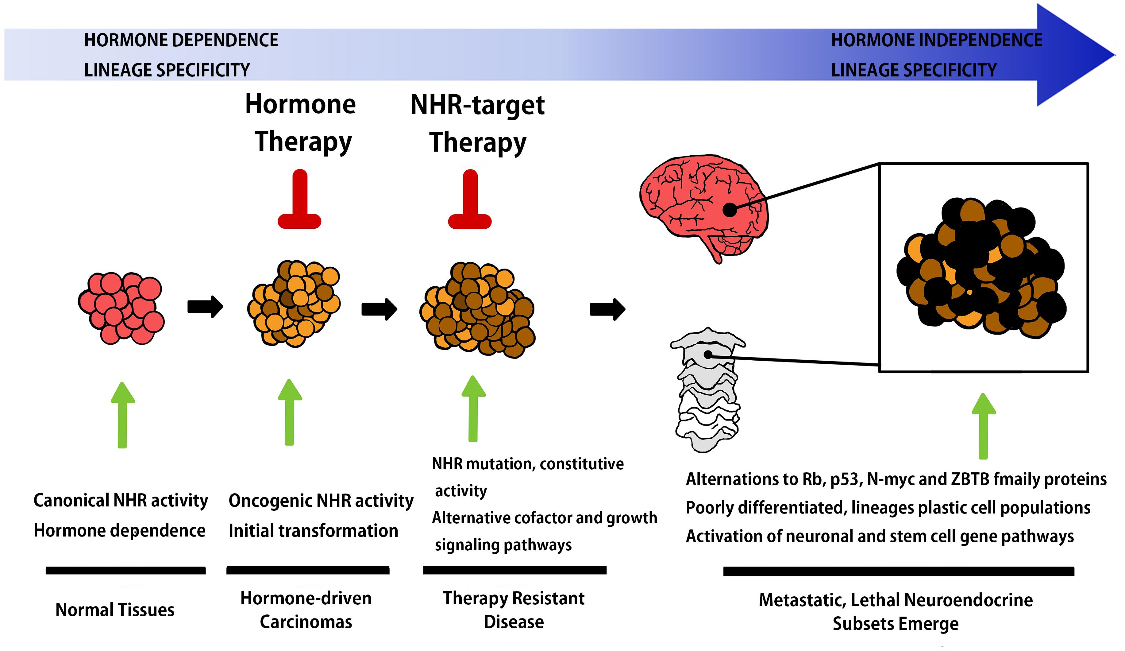 Neuroendocrine in hormonal
cancer. GnRH, gonadotropin-releasing hormone; FSH,
follicle-stimulating hormone; LH, luteinizing hormone; NHR, nuclear hormone
receptor; ZBTB, zinc finger and BTB domain containing protein.