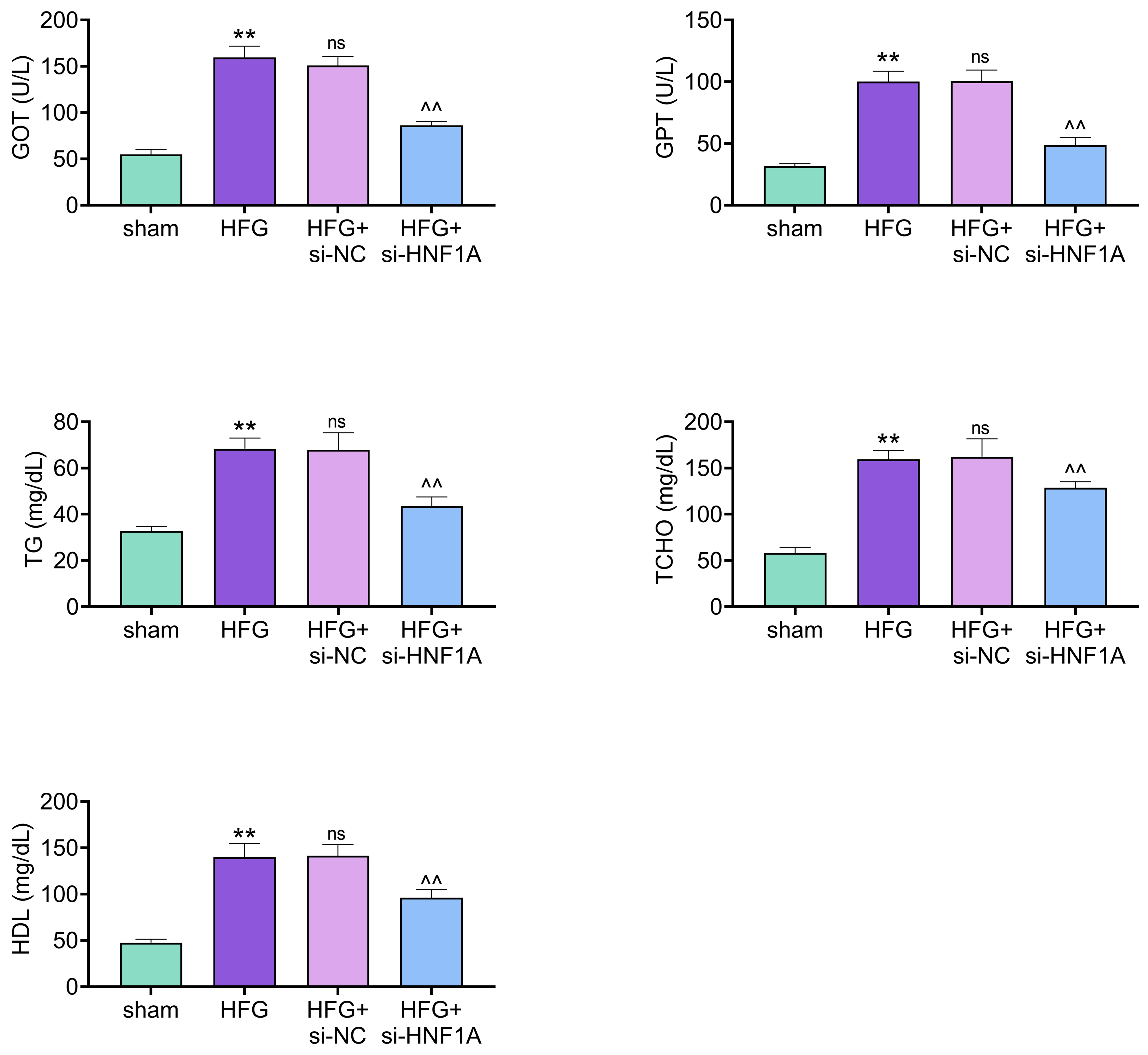 Knockdown of HNF1A ameliorated glucose and lipid metabolism
disorders in HFG mice. Groups were separated into the sham, HFG, HFG + si-NC and
HFG + si-HNF1A group. The GOT, GPT, TG,
TCHO and HDL levels in blood were measured.
**p < 0.01 vs.
the sham group; ^^p < 0.01
vs. the HFG + si-NC group; no significance (ns): the HFG group
vs. the HFG + si-NC group. GOT: glutamate oxaloacetate transaminase;
GPT: glutamate pyruvate transaminase; TG: triacylglycerol; TCHO: total
cholesterol; HDL: high-density lipoprotein.
