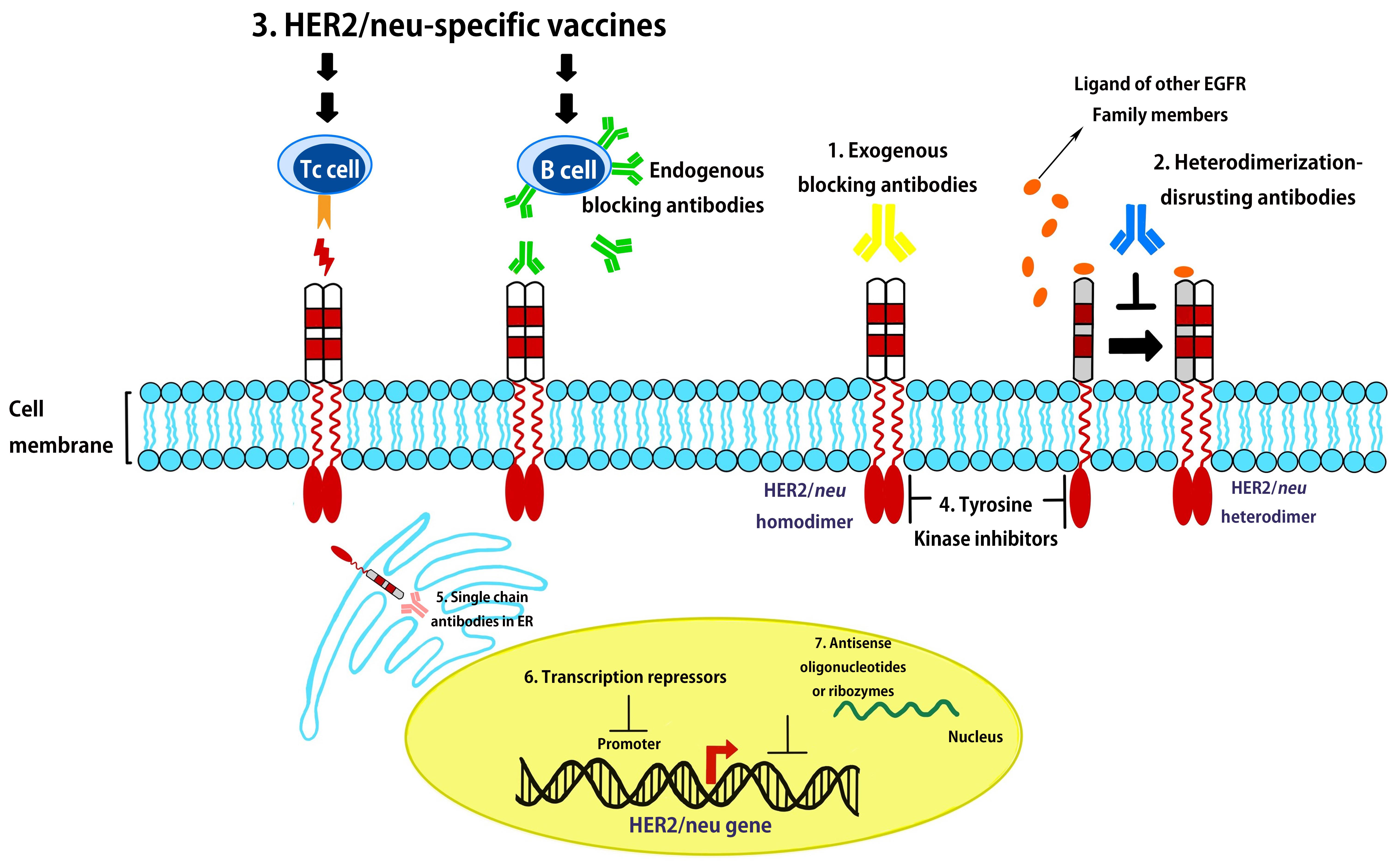 Targeting strategies in
HER2/neu-overexpressing cancer cells. Targeting strategies for HER2/neu
overexpressing cancer cells. Overexpression of HER2/neu, from the cell surface to
the nucleus, can be inhibited by (1) exogenous blocking antibodies, such as
trastuzumab; (2) antibodies that interfere with ligand activation signaling and
heterodimerization of HER2/neu, such as 2C4; (3) immunologic responses induced by
anti-HER2/neu vaccines; (4) tyrosine kinase inhibitors of HER2/neu and/or other
EGFR receptors; (5) intracellular single-chain antibodies in the ER; (6)
transcriptional inhibitors of the HER2/neu promoter, such as E1A; and (7)
antisense oligonucleotides or ribozymes. HER2: human epidermal growth factor
receptor 2; EGFR: epidermal growth factor receptor.