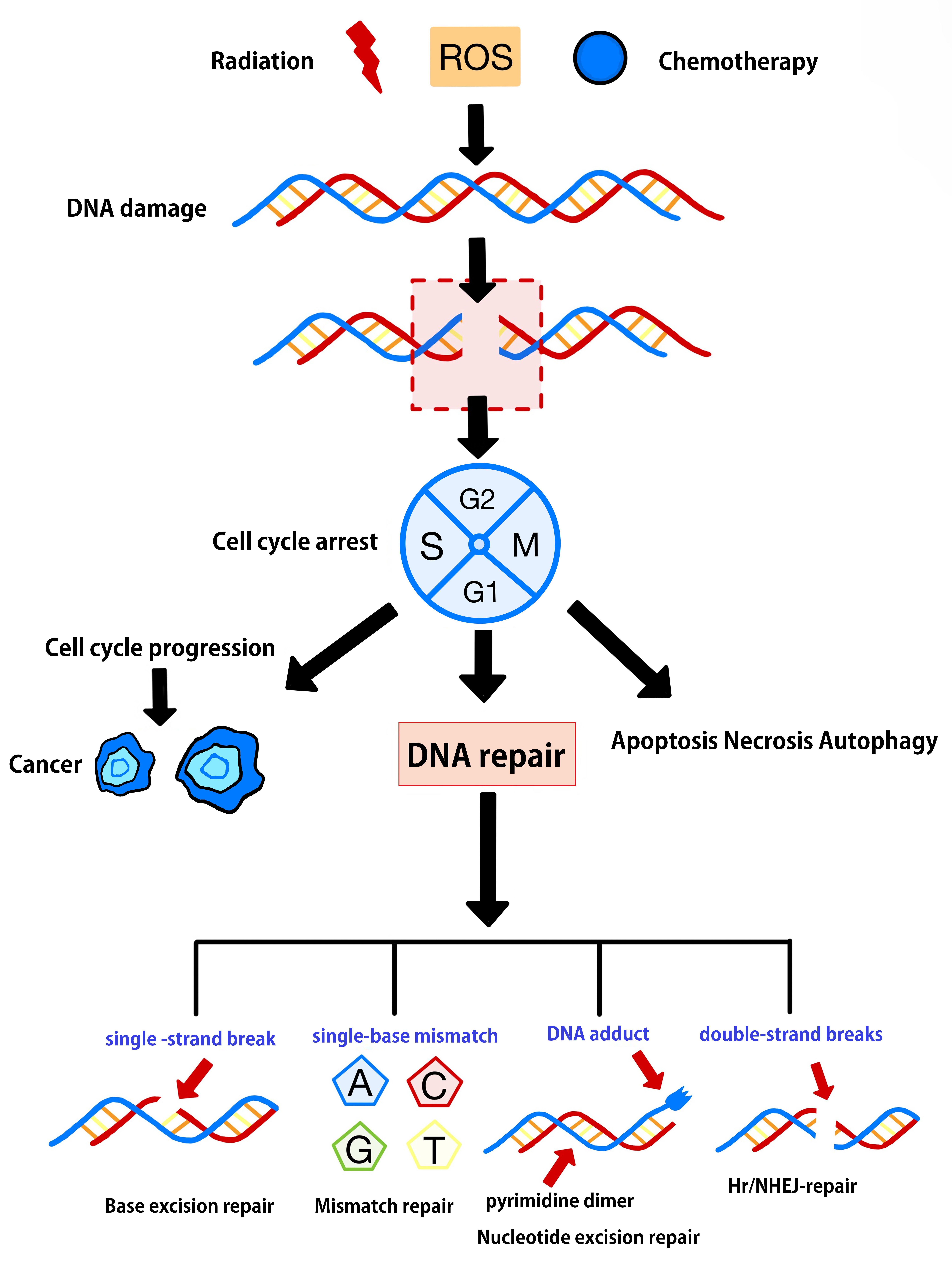 DNA damage and main DNA
repair pathways. Endogenous reactive oxygen species (ROS) are induced by normal
cellular metabolism and can threaten genomic integrity. Exogenous anti-cancer
therapies, including ionizing radiation and chemotherapy, can cause DNA damage.
When DNA damage occurs, DNA activates mechanistic recruitment activities.
However, it can also be subjected to severe genotoxic insults in the cell,
leading to cell death or necrosis.