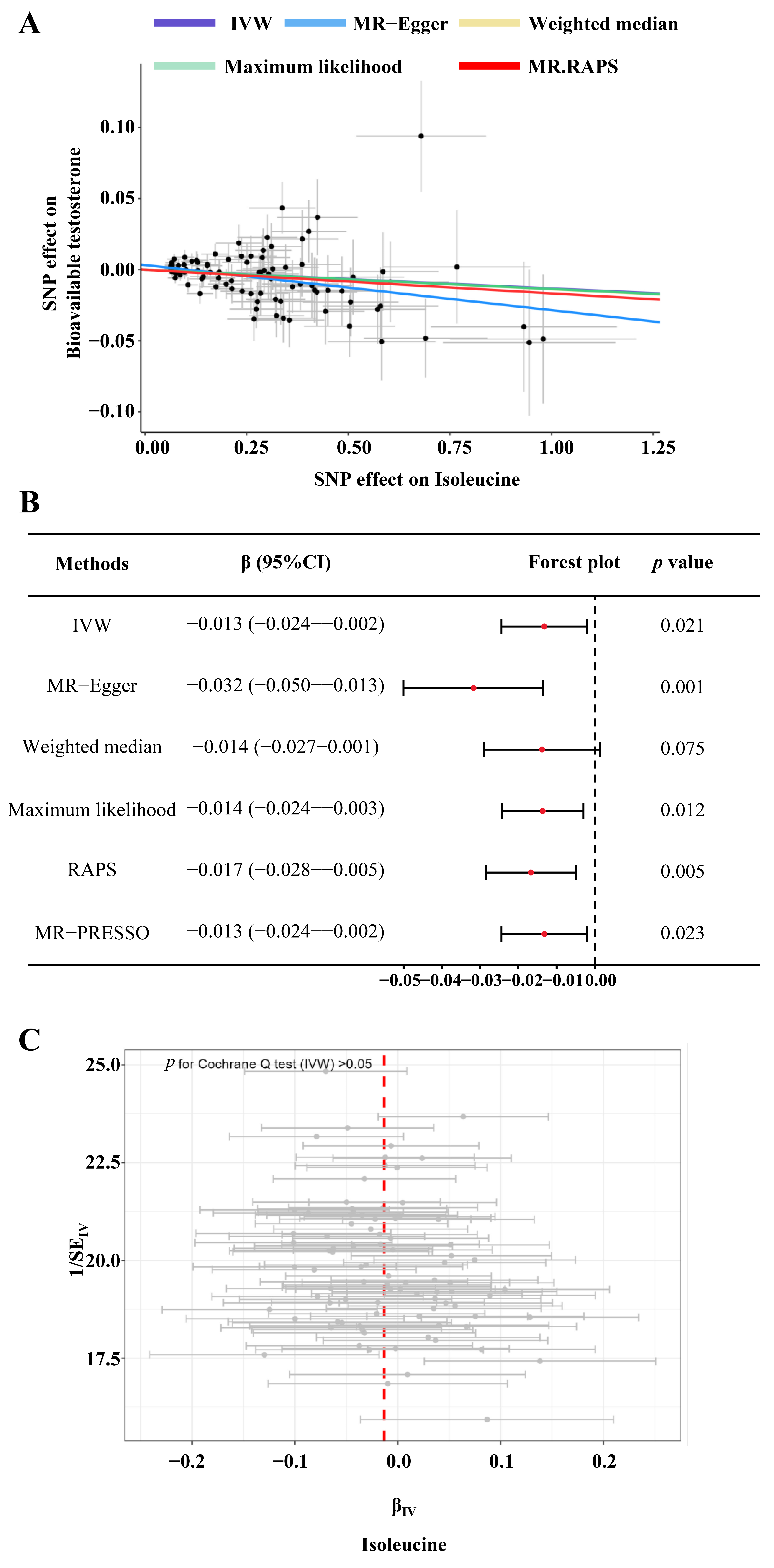 Causal estimates of genetically proxied isoleucine with
bioavailable testosterone. (A) scatter plot visualizing the SNP effect on
isoleucine and bioavailable testosterone, respectively; (B) forest plot showing
the causal estimates between genetically proxied isoleucine and bioavailable
testosterone; (C) funnel plot visualizing the heterogeneity in the instrumental
variables. IVW: inverse variance weighting; IV: instrumental variable; MR:
Mendelian randomization; RAPS: robust adjusted profile score; SNP: single
nucleotide polymorphism; CI: confidence interval; SE: standard error.