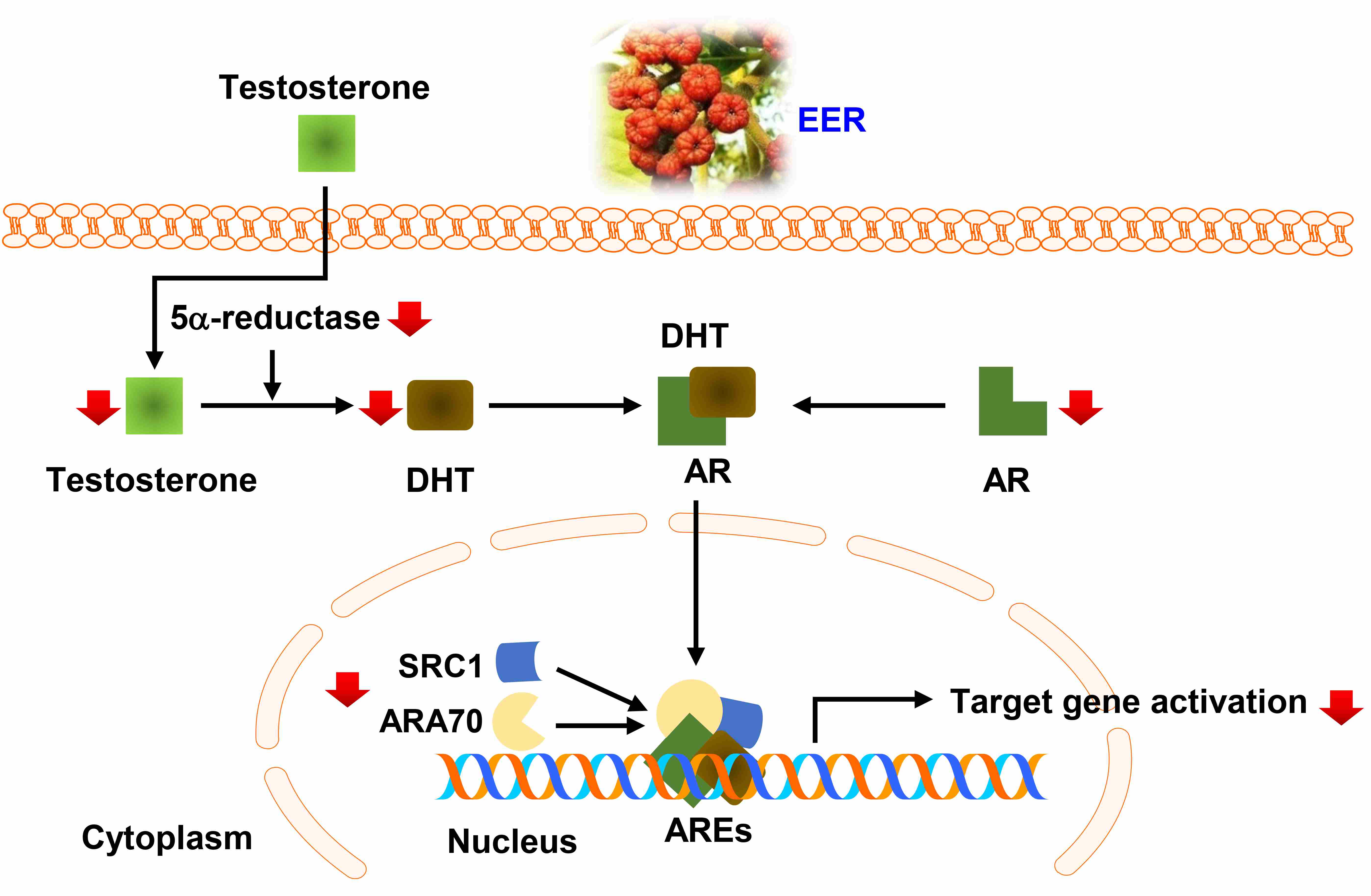 Schematic diagram showing that EER improves TP-induced BPH.
EER: Euodia rutaecarpa fruit; DHT: dihydrotestosterone; AR: androgen
receptor; SRC1: steroid receptor co-activator-1; ARA70: AR-associated protein 70;
ARE: androgen response element.
