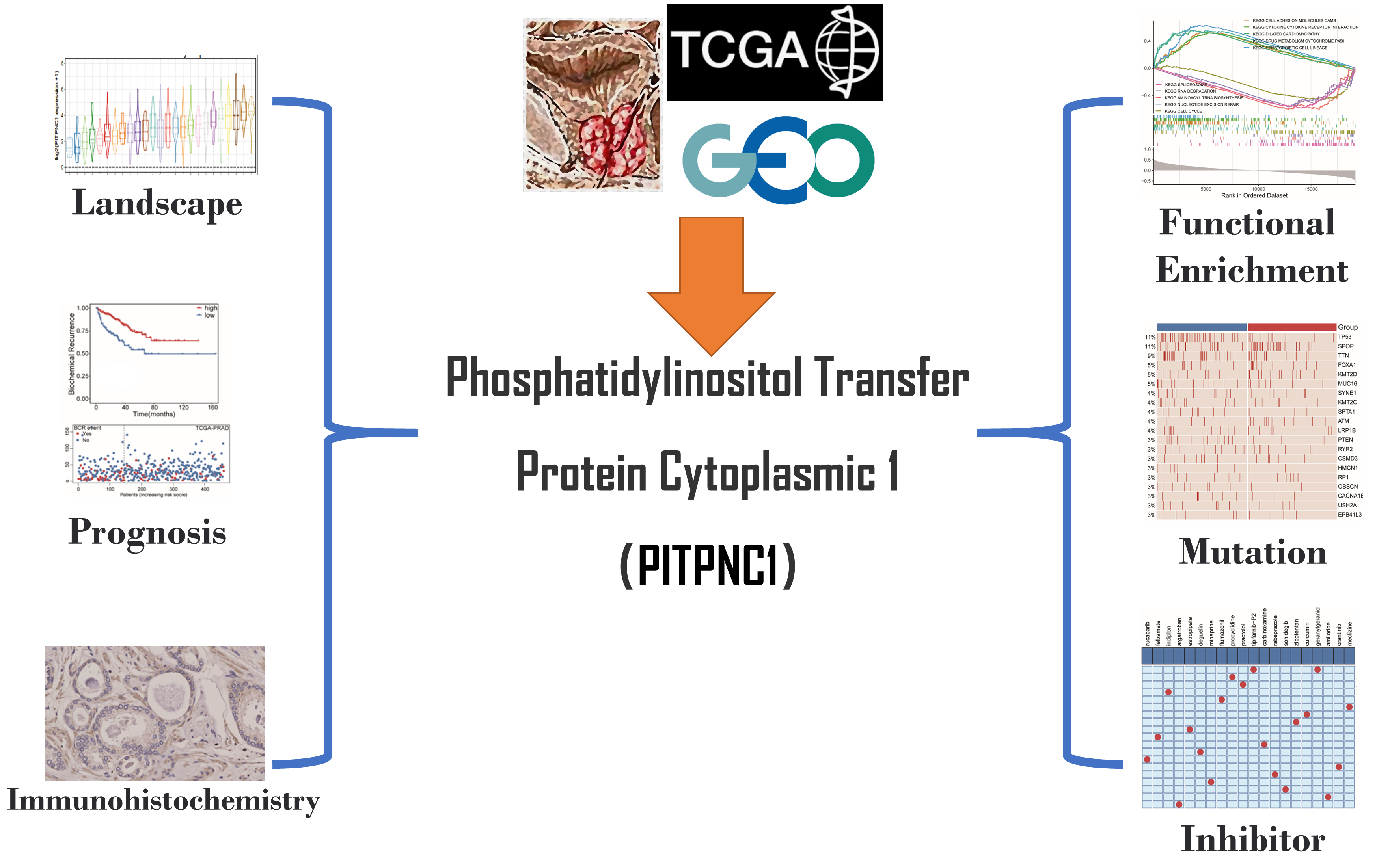Study flowchart. TCGA: The Cancer Genome 
Atlas Program; GEO: Gene Expression Omnibus.