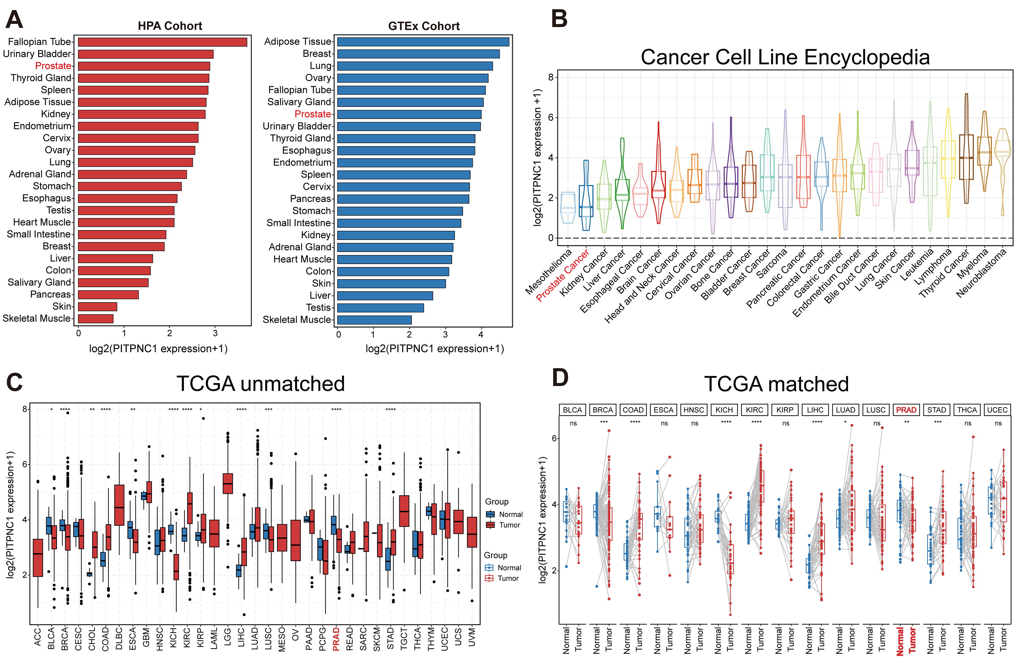 PITPNC1’s expression pattern different tissues. 
(A) RNA Expression level of PITPNC1 in normal tissues (HPA &amp; GTEx database). (B) 
PITPNC1 RNA expression levels in cancer cell lines (CCLE database). (C) Unmatched 
samples differential expression genes analysis in TCGA pan-cancer. (D) Matched 
samples differential expression genes analysis in TCGA pan-cancer. *p 
< 0.05; **p < 0.01; ***p < 0.001; ****p < 0.0001; NS, No Significance. 
TCGA: The Cancer Genome Atlas Program; HPA: The Human Protein Atlas; GTEx: The 
Genotype-Tissue Expression.