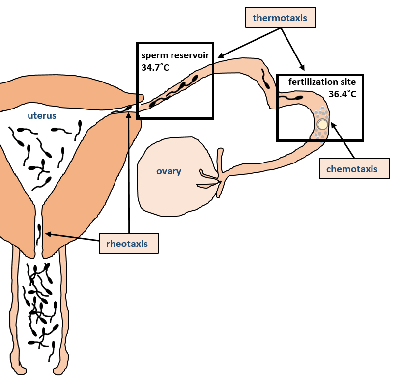 Sperm selection in vivo. Rheotaxis works at the level
of the cervix uteri and uterotubal junction, thermotaxis navigate the sperm from
the isthmus of the oviduct to the site of fertilization, and chemotaxis ensures
the navigation of the sperm directly to the ovulated oocyte.