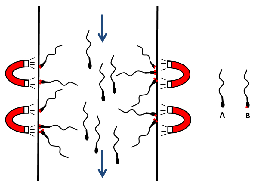 MACS selection system. (A) nonapoptotic spermatozoa, (B)
apoptotic spermatozoa with connected Annexin V with magnetic particle.
