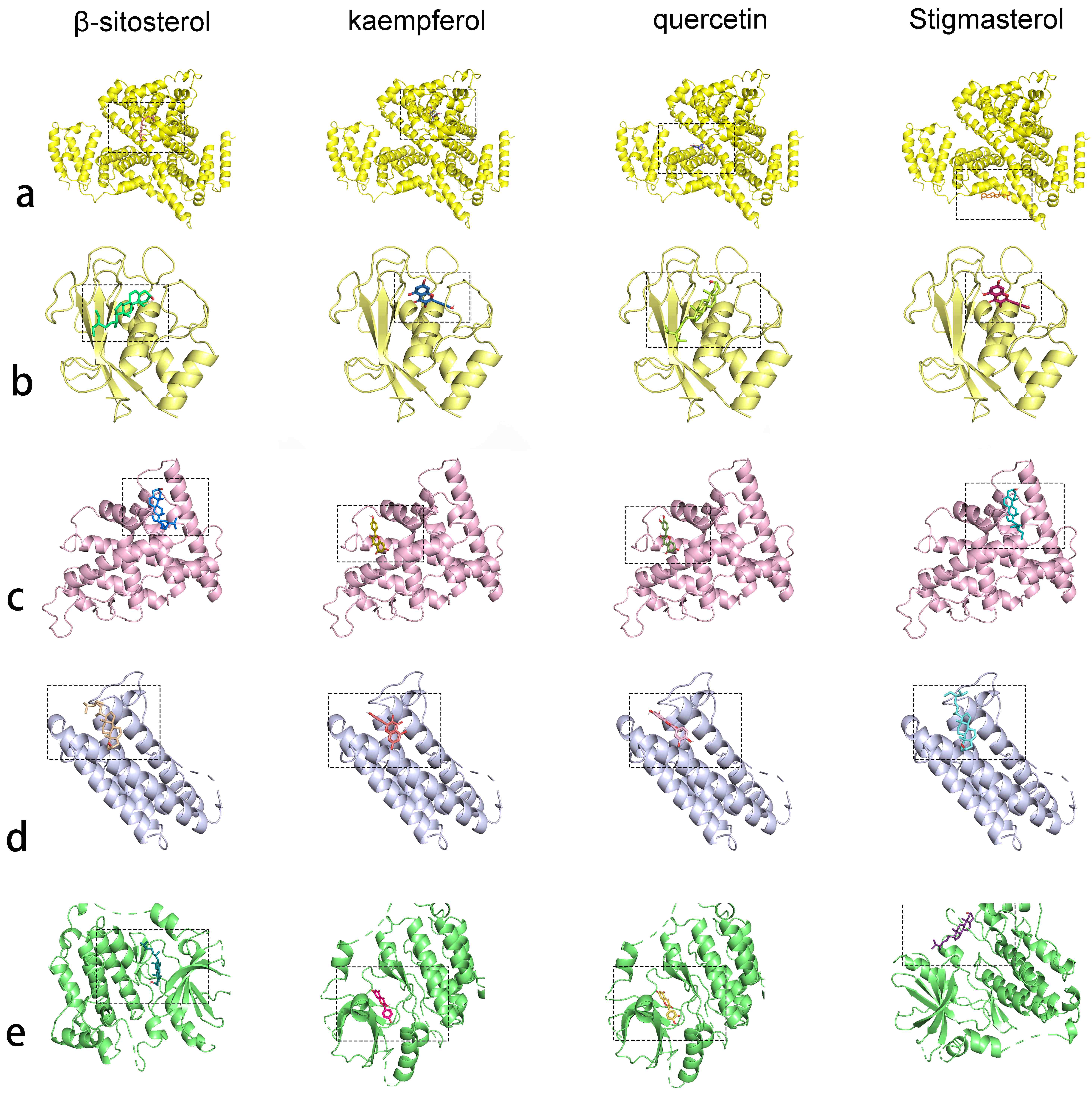 Docking Results of Target Proteins and Macromolecular Compounds.
a: ALB; b: MMP9; c: ESR1; d: IL-6; e: EGFR. The black dotted box in Fig. 5
represents the binding site where the small molecule interacts with the protein.