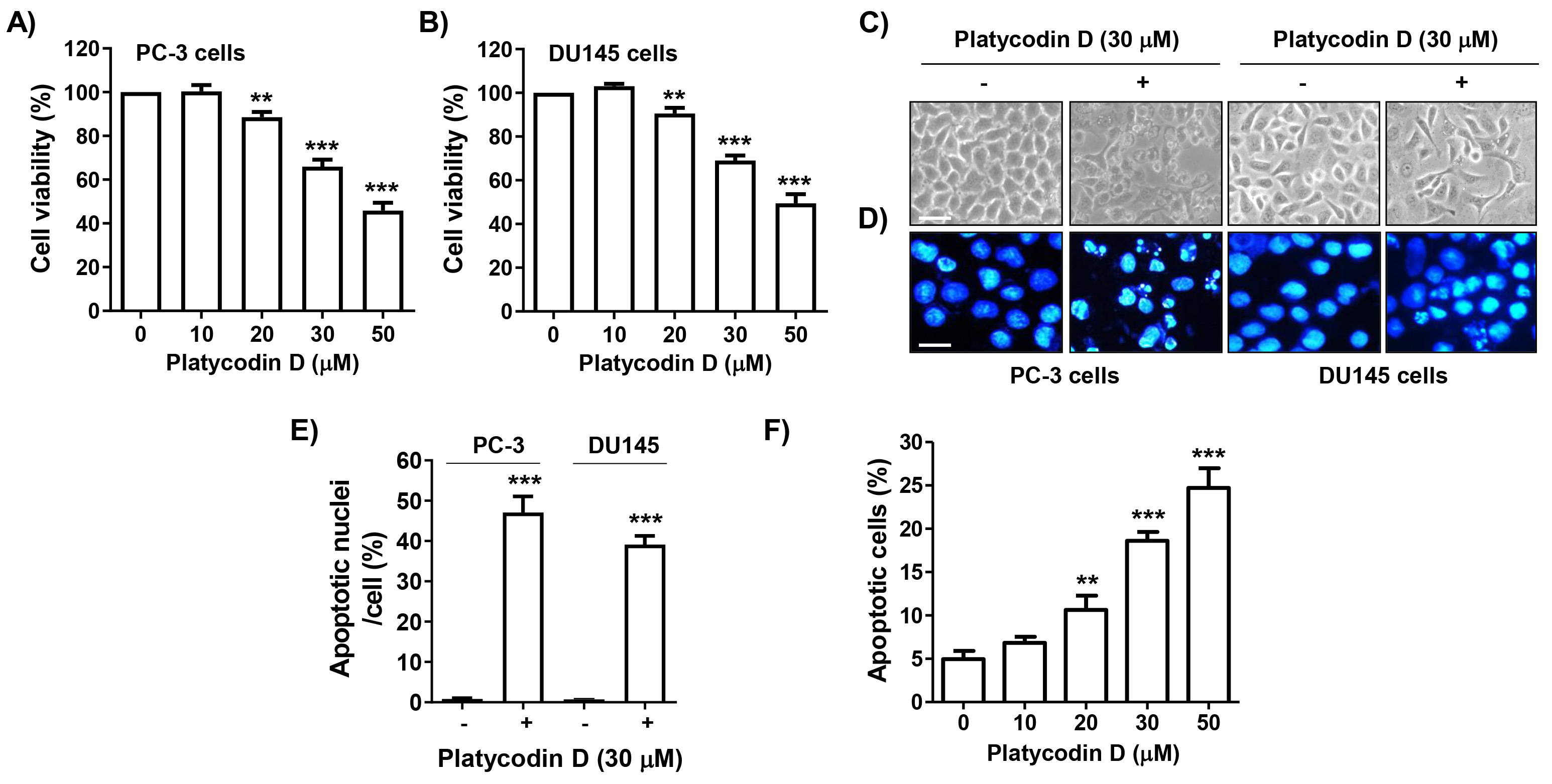 Induction of apoptosis by platycodin D in PCa cells. (A,B) Cell
viability of PC-3 (A) and DU145 cells (B) treated with various concentrations of
platycodin D for 48 h was examined using the
3-(4,5-dimethylthiazol-2-yl)-2,5-diphenyltetrazolium bromide (MTT) assay. (C)
After treating cells with 30 μM platycodin D for 48 h, cell morphology was
imaged under an optical microscope (magnification: 200×; Scale bar: 100
μm). (D) Morphological changes in 4′,6′-diamidino-2-phenylindole
(DAPI)-stained nuclei were captured under a fluorescence microscope
(magnification: 400×; Scale bar: 50 μm). (E) The frequencies of
apoptotic nuclei are expressed as a percentage of the total number of cells. (F)
Cells stained with Annexin V-fluorescein isothiocyanate (FITC)/propidium iodide
(PI) were analyzed for the degree of induced cell death using flow cytometry, and
the percentage of annexin V-positive cells is presented. (A,B,E,F) The results
are presented as mean ± SD (n = 3). **p < 0.01 and
***p < 0.001 versus control cells.