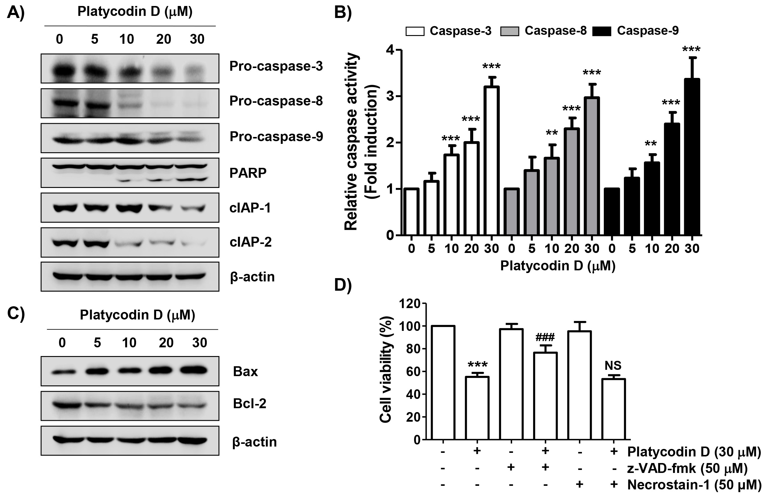 Effects of platycodin D on the activation of caspases and the 
expression of inhibitor of apoptosis proteins and Bcl-2 family proteins in PC-3 
cells. (A) After 48 h of treatment with the indicated concentrations of 
platycodin D, changes in the expression of each protein were evaluated by 
immunoblotting for total protein. (B) The activity of each caspase was expressed 
relative to those in the control cells. (C) Bax and Bcl-2 protein expression was 
examined using immunoblotting. (D) Cells pretreated with 50 μM z-VAD-fmk or 
50 μM necrostatin-1 for 1 h were exposed to 30 μM platycodin D for 48 
h, and the cell viability was analyzed using the MTT assay. (B and D) The results 
are presented as mean ± SD (n = 3). **p < 0.01 and 
***p < 0.001 versus control cells; ###p < 0.001 
versus platycodin D-treated cells; NS, not significant. PARP: poly (adenosine 
diphosphate-ribose) polymerase; z-VAD-fmk: 
carbobenzoxy-valyl-alanyl-aspartyl-[O-methyl]-fluoromethylketone; cIAP: cellular 
inhibitor of apoptosis protein.