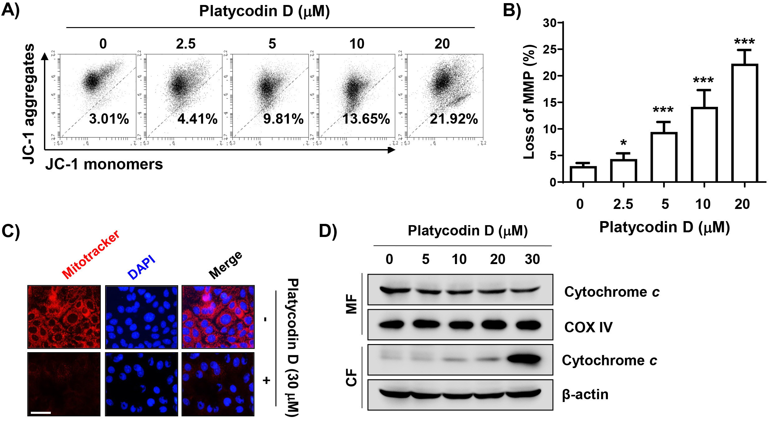 Induction of mitochondrial impairment by platycodin D in PC-3
cells. Cells were cultured in medium containing platycodin D at the indicated
concentrations for 48 h. (A,B) To measure mitochondrial membrane potential (MMP)
changes, cells stained with
5,5,6,6′-tetrachloro-1,1′,3,3′-tetraethylbenzimi-dazoylcarbocyanine
iodide (JC-1) were subjected to flow cytometry. (A) Representative histogram
profiles with values at the bottom of the box indicating the frequency of cells
with depolarized mitochondrial membranes. (B) Statistical analysis of MMP loss
after treatment of cells with platycodin D. The results are presented as mean
± SD (n = 3). *p < 0.05 and ***p <
0.001 versus control cells. (C) Fluorescence microscopy images of MitoTracker
Red-1-stained cells. Nuclei were stained with DAPI (blue; Scale bar: 100
μm). (D) After separation of mitochondrial (indicated as MF) and
cytoplasmic fractions (indicated as CF), the expression levels of cytochrome
c were measured using immunoblotting. DAPI:
4′,6′-diamidino-2-phenylindole; COX: cytochrome c oxidase.