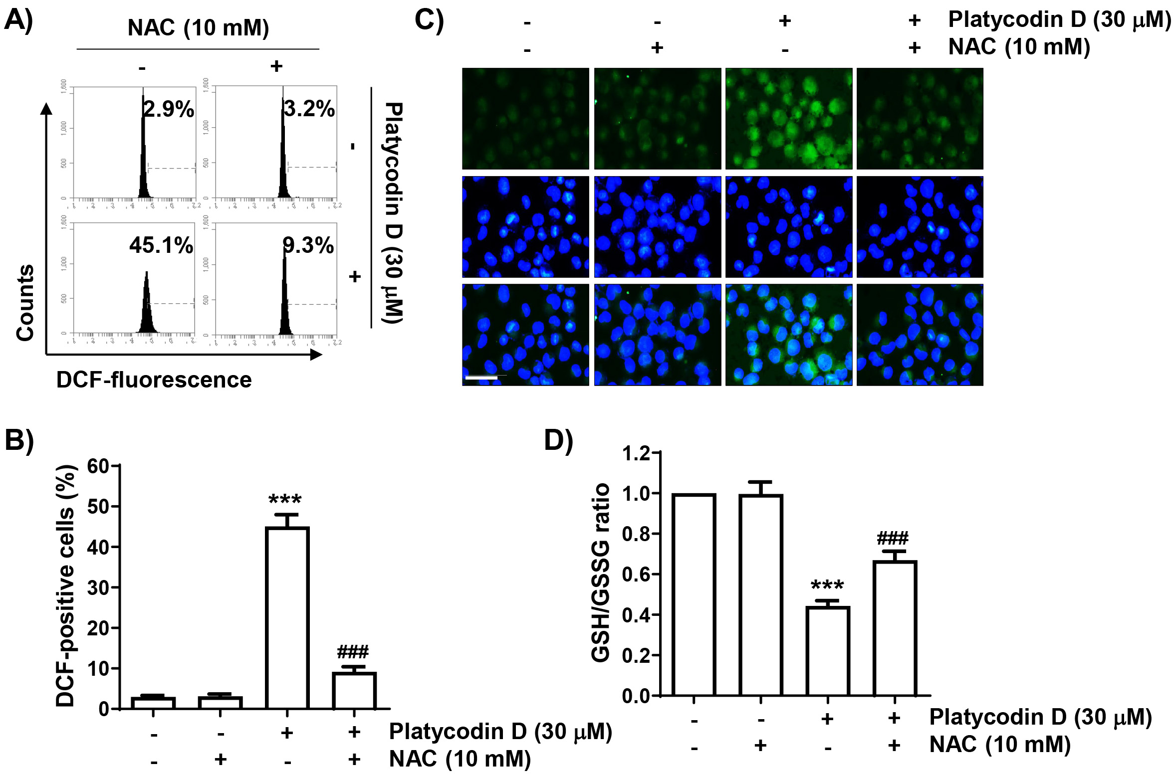 Increase in reactive oxygen species (ROS) production and
decrease in glutathione (GSH) and oxidized glutathione (GSSG) in platycodin
D-treated PC-3 cells. Cells treated with 10 mM N-acetyl-L-cysteine for 1 h
were then treated with 30 μM platycodin D for either 1 h (A–C) or 48 h
(D). (A,B) Intracellular ROS levels were analyzed by flow cytometry after
2′,7′-dichlorofluorescein diacetate (DCF-DA) staining. (A) Representative
DNA histograms are shown. (B) The percentage of DCF-positive cells in each
experimental group is presented. (C) ROS generation (green) was confirmed by
fluorescence microscopy, with nuclei stained using DAPI (blue; Scale bar: 100
μm). (D) The GSH/GSSG ratio was determined using a GSH assay kit. (A,B,E)
The results are presented as mean ± SD (n = 3). ***p <
0.001 versus control cells; ###p < 0.001 versus platycodin
D-treated cells. NAC: N-acetyl-L-cysteine.