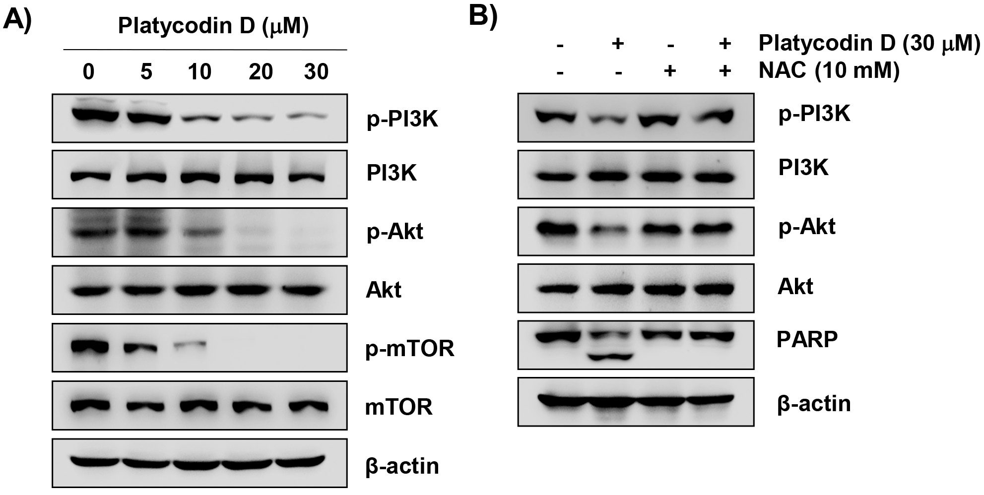 ROS-dependent inactivation of phosphatidylinositol 3-kinase
(PI3K)/protein kinase B (AKT)/mammalian target of rapamycin (mTOR) (PAM)
signaling by platycodin D treatment in PC-3 cells. Cells were treated with the
indicated concentrations of platycodin D for 48 h (A), or pretreated with 10 mM
NAC for 1 h or not, then treated with 30 μM platycodin D for 48 h (B), and
the isolated total proteins were used for immunoblotting. NAC:
N-acetyl-L-cysteine; PARP: poly (ADP-ribose) polymerase.