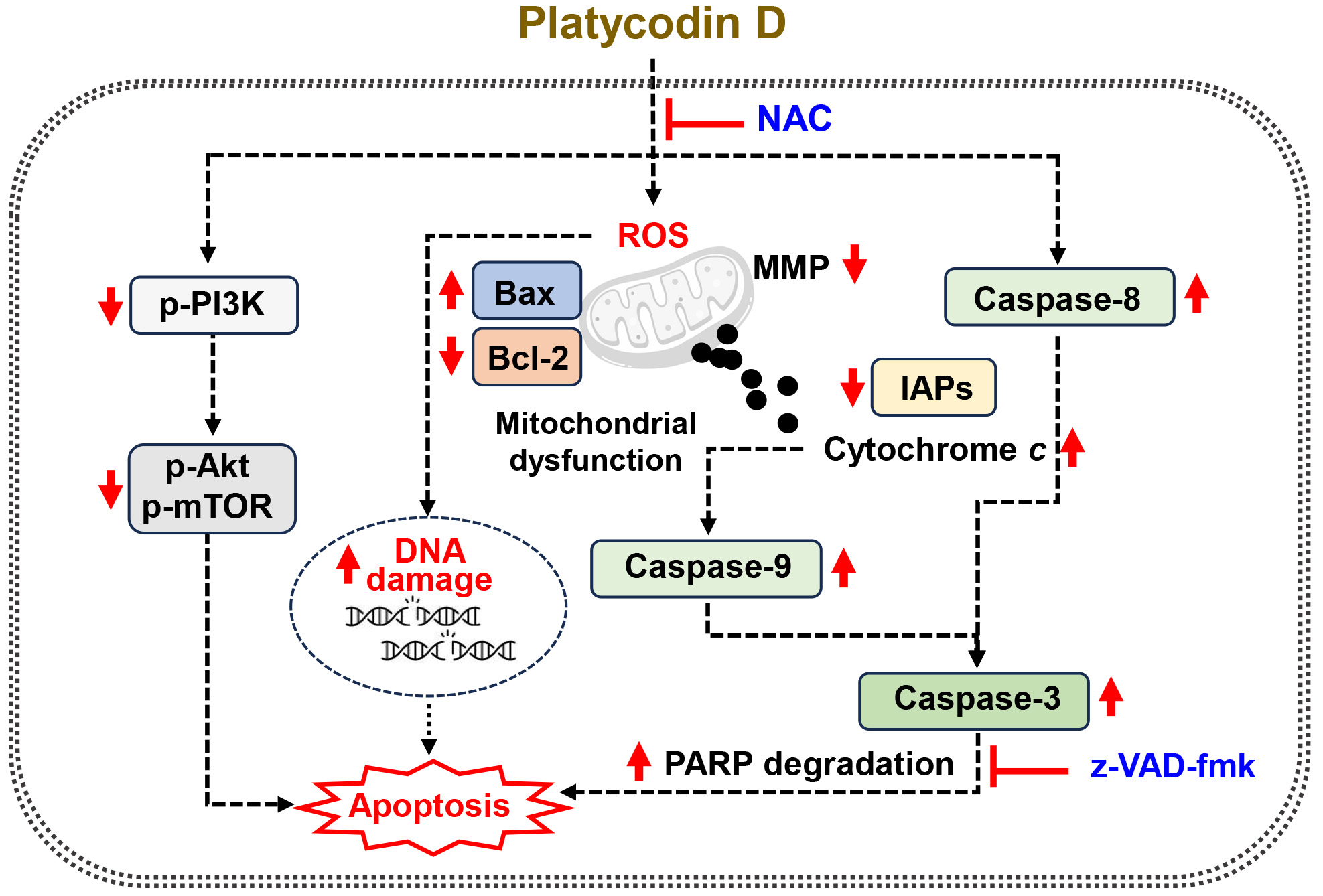 Schematic of the proposed mechanism of platycodin 
D-induced cytotoxicity in PC-3 cells. The anticancer effects of platycodin D are 
proposed to involve excessive mitochondrial ROS generation, leading to 
mitochondrial dysfunction and inactivation of the PAM signaling pathway. NAC: 
N-acetyl-L-cysteine; PI3K: phosphatidylinositol 3-kinase; AKT: protein kinase B; 
mTOR: mammalian target of rapamycin; ROS: reactive oxygen species; MMP: 
mitochondrial membrane potential; IAP: inhibitor of apoptosis protein; PARP: poly 
(ADP-ribose) polymerase; z-VAD-fmk: 
carbobenzoxy-valyl-alanyl-aspartyl-[O-methyl]-fluoromethylketone.