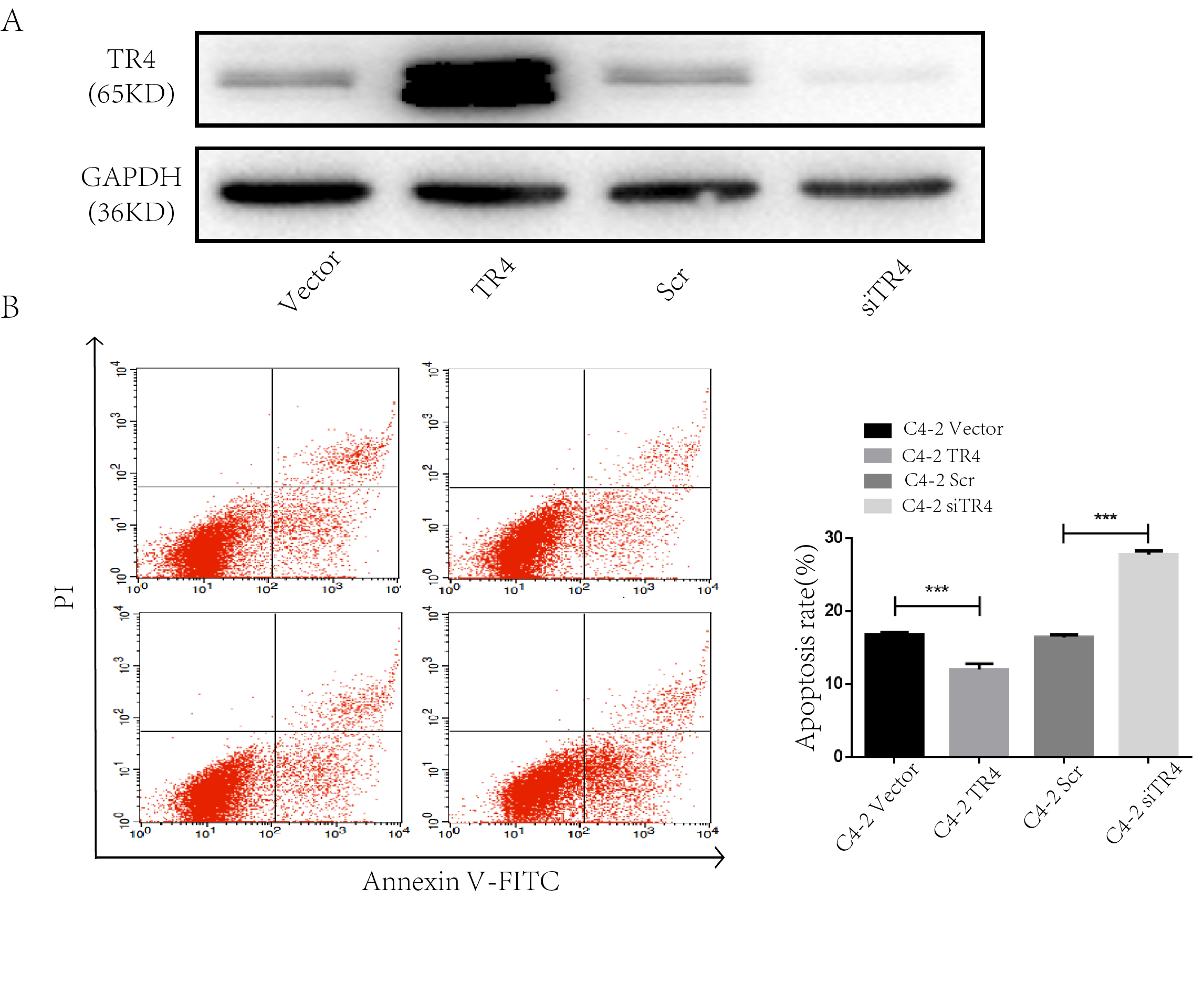 TR4 expression modifies apoptosis in enz-treated PCa cells. (A)
Alter TR4 expression in C4-2 cells via addition of functional
TR4 or TR4-siRNA knockdown (western blot). (B)
Flow cytometric evaluation of apoptosis after cells exposed to
25 μM enz. ***: p < 0.001. TR4: Testicular
Nuclear Receptor-4; GAPDH: Glyceraldehyde-3-Phosphate Dehydrogenase; PI:
Propidium Iodide; Annexin V-FITC: Annexin V-Fluorescein Isothiocyanate.
