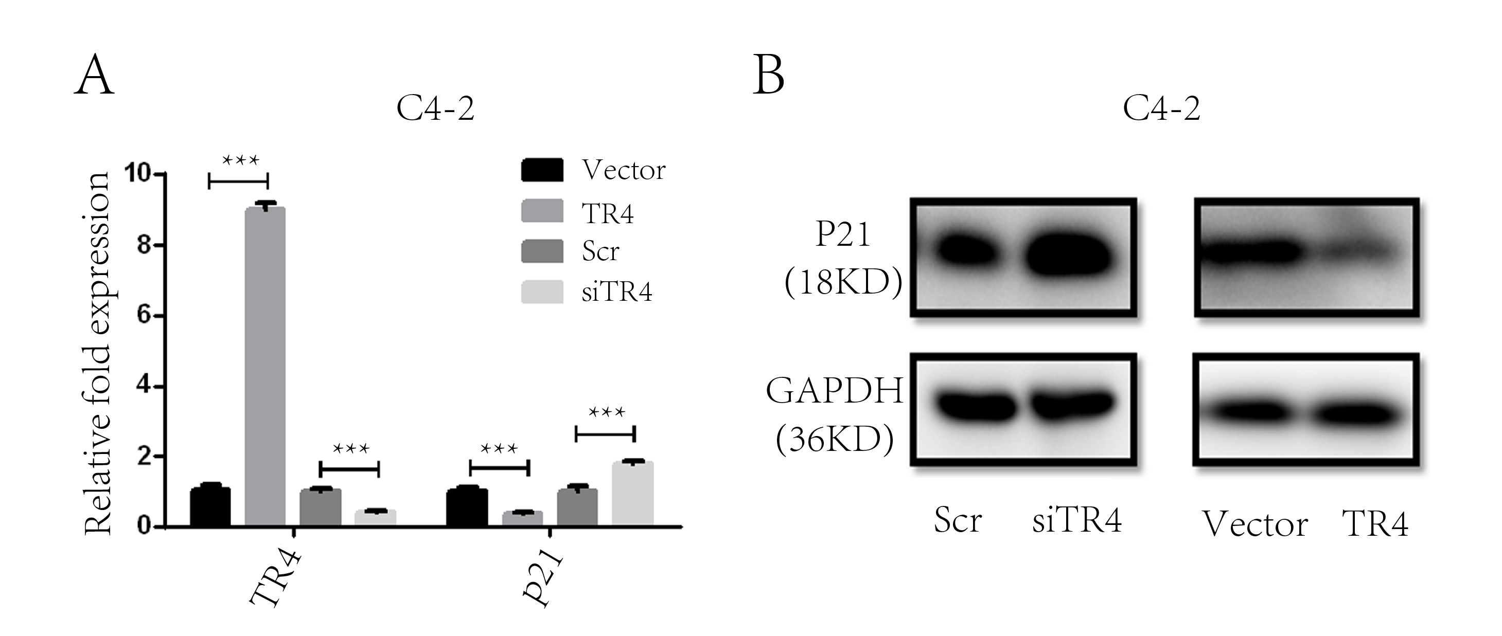 p21 mediates TR4-stimulated enz resistance. (A) qPCR assessment of p21 mRNA regulation by TR4. (B) Western
blotting to assess TR4’s impact on p21 protein expression in C4-2 Scr,
siTR4, Vector and TR4 cells. ***: p < 0.001. TR4:
Testicular Nuclear Receptor-4; GAPDH: Glyceraldehyde-3-Phosphate Dehydrogenase.