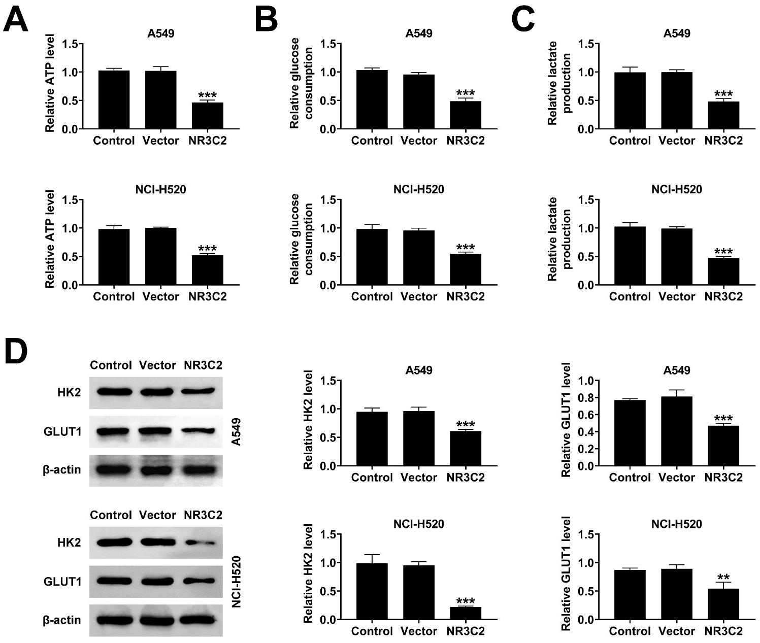 NR3C2 suppresses glycolysis in NSCLC cells. (A) A549 and
NCI-H520 cells’ ATP levels were examined using an ATP kit. (B) Glucose
colorimetric kit was used to detect the effect of NR3C2 on glucose consumption.
(C) Lactate detection kit was used to detect the effect of NR3C2 on lactate
levels. (D) Analysis of NR3C2’s impact on HK2 and GLUT1 protein expression using
Western blot. **p < 0.01, ***p < 0.001
vs. control. NR3C2: Nuclear Receptor Subfamily 3 Group C Member 2; ATP:
adenosine triphosphate; HK2: hexokinase2; GLUT1: Glucose transporter 1.