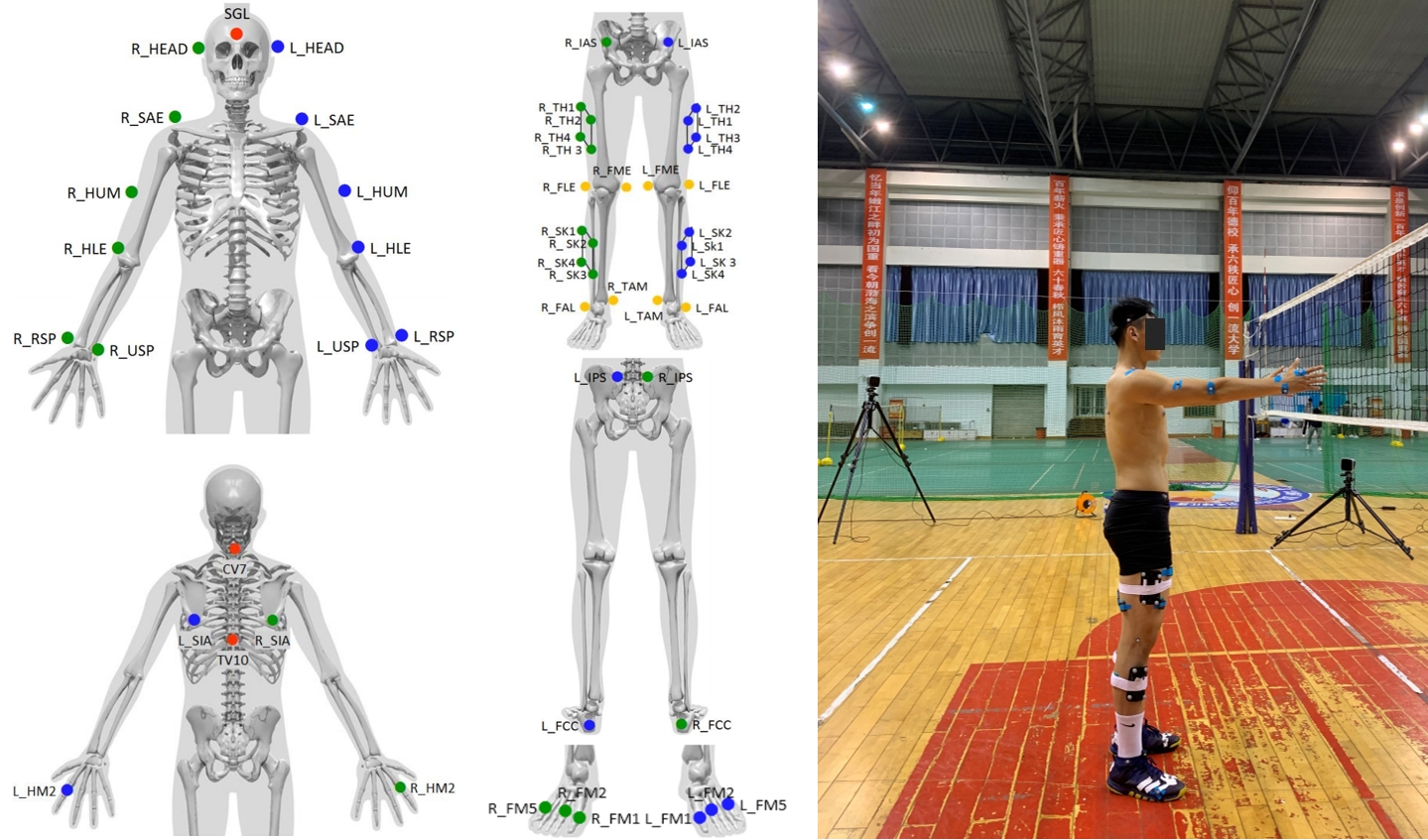 Marker placement protocol (Left side) and static calibration 
posture (Right side).
