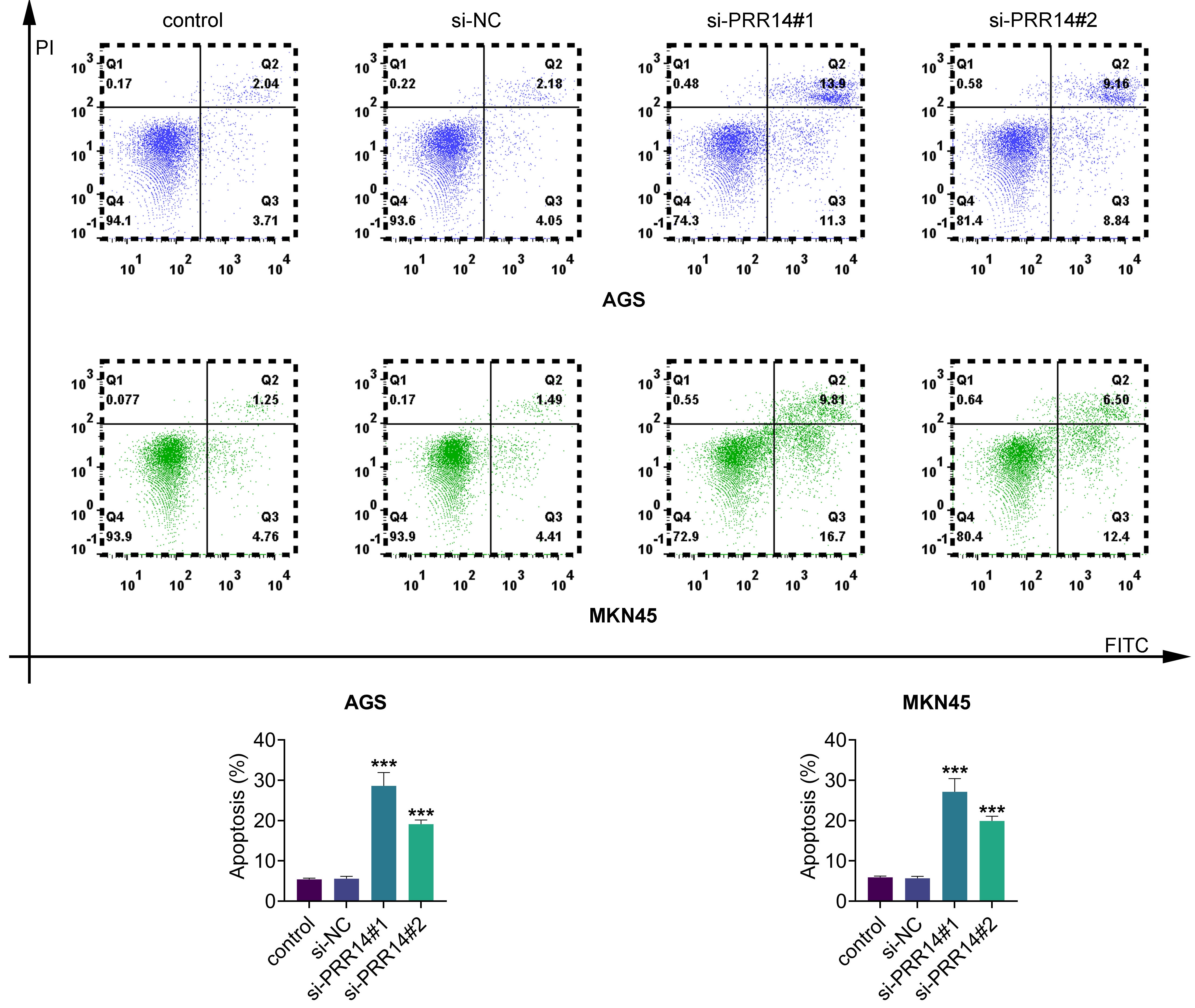 Knockdown of PRR14 promoted apoptosis of gastric cancer cells. Following si-PRR14 transfection, the apoptotic rate of the cells was measured by
flow cytometry. vs. control, ***: p <
0.001. si-NC: si-control; PRR14: proline-rich protein 14; PI: propidium iodide;
FITC: fluorescein isothiocyanate.