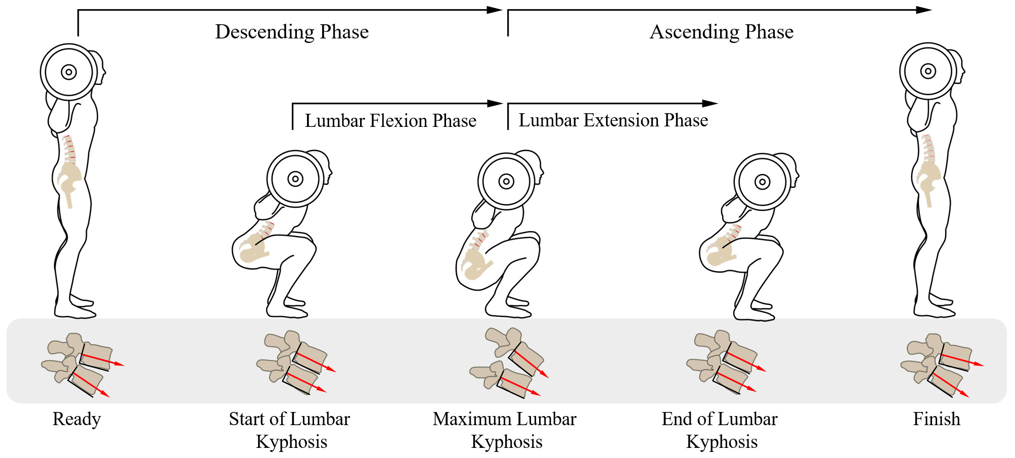 Events and phases for deep squat motion analysis. RD and FIN
events are lordotic status of the 4th and 5th lumbar vertebrae. SLK and ELK
events are parallel to the 4th and 5th lumbar vertebrae, and the MLK event is
maximal kyphotic status of the 4th and 5th lumbar vertebrae.