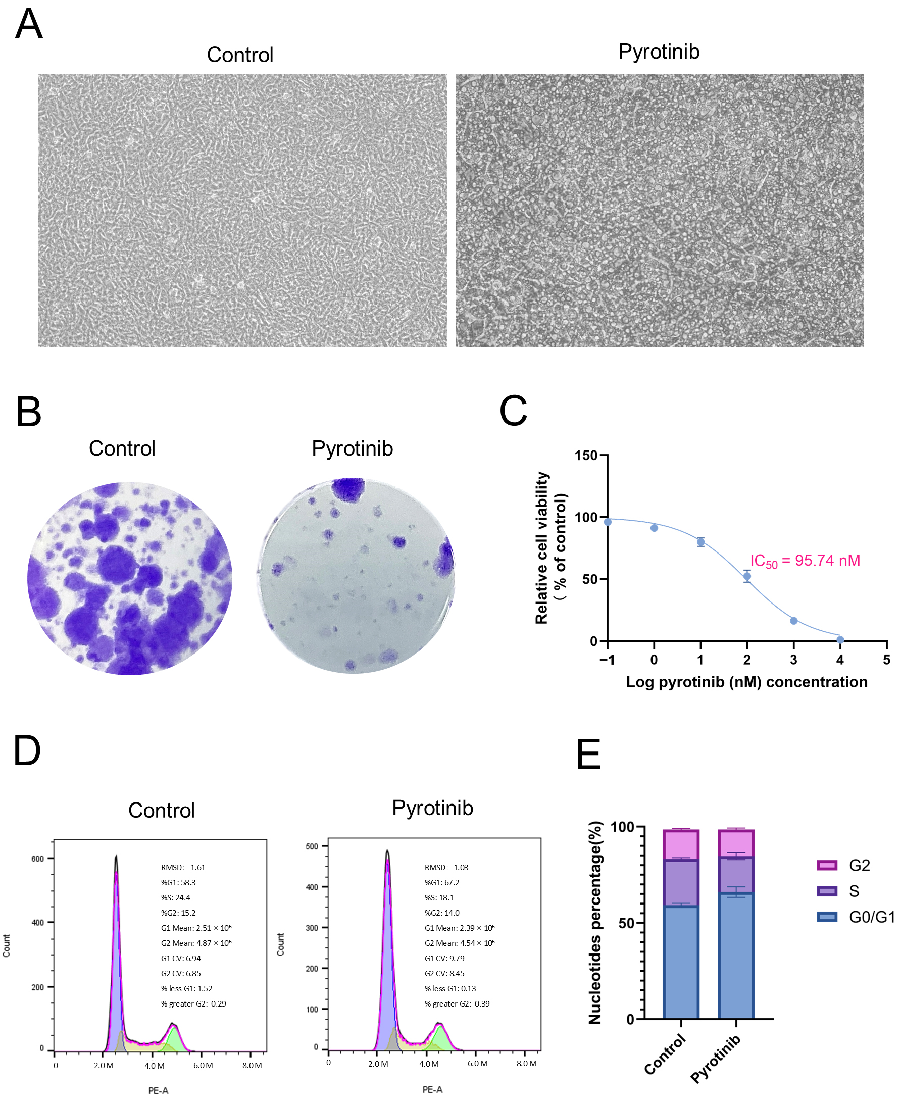 Effects of Pyrotinib on TM3 cell proliferation and cell cycle
progression. (A) Pyrotinib treatment (100 nM, 24 h) significantly increased
apoptosis in TM3 cells compared to the control group, as shown by representative
images. Scale bar: 100 µm. (B) Colony formation assay showing a marked
reduction in the number of colonies after 24 hours of Pyrotinib treatment,
visualized by crystal violet staining. (C) Cell viability decreased in a
dose-dependent manner with increasing concentrations of Pyrotinib; IC50 was
approximately 95.74 nM (n = 6). (D) Flow cytometry analysis revealed that 67.2%
of TM3 cells in the Pyrotinib-treated group were arrested in the G1 phase,
compared to 58.3% in the control group (n = 3). (E) Quantitative comparison of
cell cycle distribution between the Pyrotinib-treated and control groups (n = 3).
Data are presented as mean ± standard deviation. Abbreviations: RMSD: root
mean square deviation; IC50: half maximal inhibitory concentration; G0: Gap
0; G1: Gap 1; G2: Gap 2; S: Synthesis; CV: coefficient of variation.