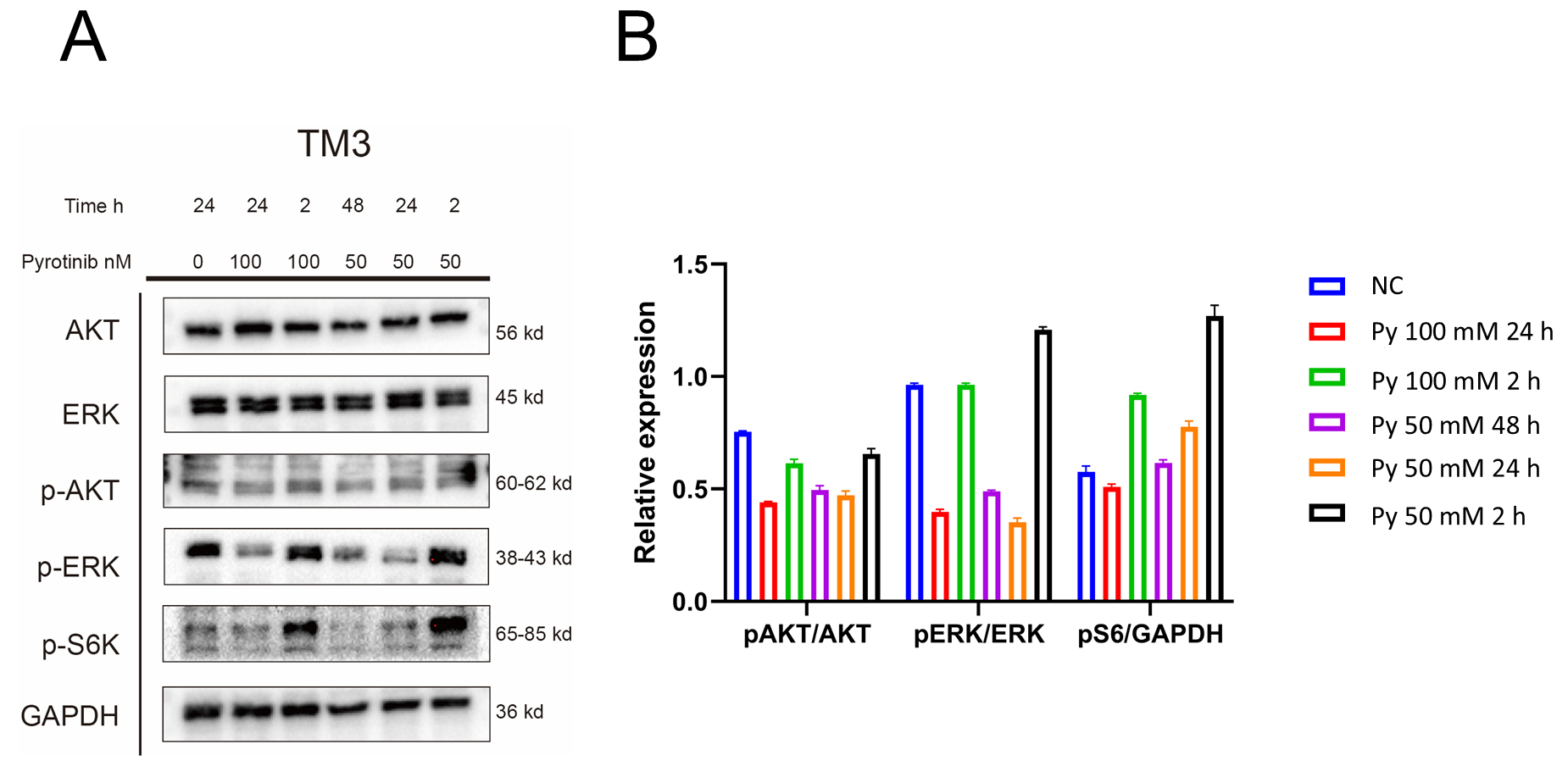 Effects of Pyrotinib on PI3K/AKT and MAPK/ERK Signaling Pathways
in TM3 Cells. (A) Western blot analysis showing the expression levels of total
and phosphorylated AKT, ERK and S6K following treatment with different
concentrations of Pyrotinib. A transient increase in phosphorylated protein
levels was observed at early time points. (B) Quantitative analysis of
phosphorylated protein expression (p-AKT, p-ERK and p-S6K) at various time
points, illustrating a significant reduction after 24 and 48 hours of Pyrotinib
exposure. Data are presented as mean ± standard deviation (n = 3).
Abbreviations: AKT: Ak strain transforming; ERK: extracellular signal-regulated
kinase; p-AKT: phosphorylated AKT; p-ERK: phosphorylated ERK; p-S6K:
phosphorylated S6 kinase; GAPDH: glyceraldehyde-3-phosphate dehydrogenase; NC:
normal control; Py: Pyrotinib-treated group.