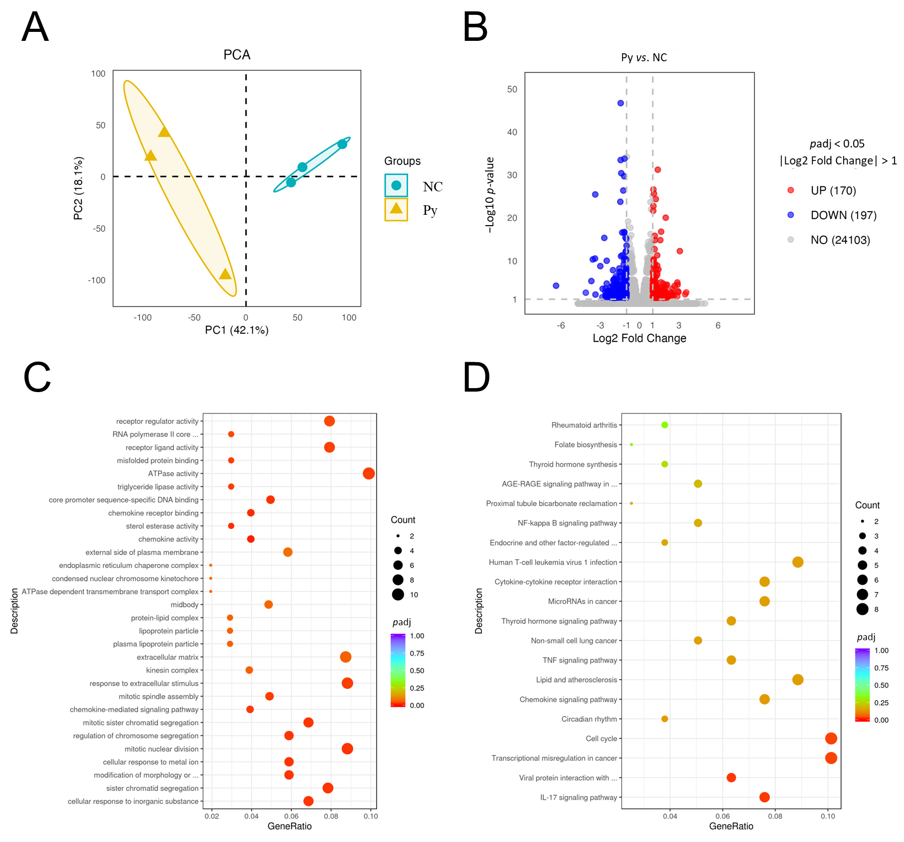 Transcriptomic and enrichment analyses following Pyrotinib
treatment in TM3 cells. (A) Principal component analysis (PCA) plot illustrating
the distribution of samples based on the first two principal components. Each dot
represents a sample, colored by group: NC (normal control, teal) and Py
(Pyrotinib-treated, yellow). (B) Volcano plot displaying differentially expressed
genes between Py and NC groups. Significantly downregulated genes are shown in
blue, and upregulated genes in red (adjusted p < 0.05, (∣Log2
(FoldChange)∣ ≥ 1). (C) Gene Ontology (GO) enrichment analysis of
downregulated genes, showing significantly enriched biological process terms. Dot
size indicates the number of genes annotated to each term, while color intensity
reflects the statistical significance (adjusted p value). (D) Kyoto
Encyclopedia of Genes and Genomes (KEGG) pathway enrichment analysis of
downregulated genes. Enriched pathways are presented similarly to GO terms with
respect to dot size and significance. Abbreviations: PC1: the first principal
components; PC2: the second principal components.