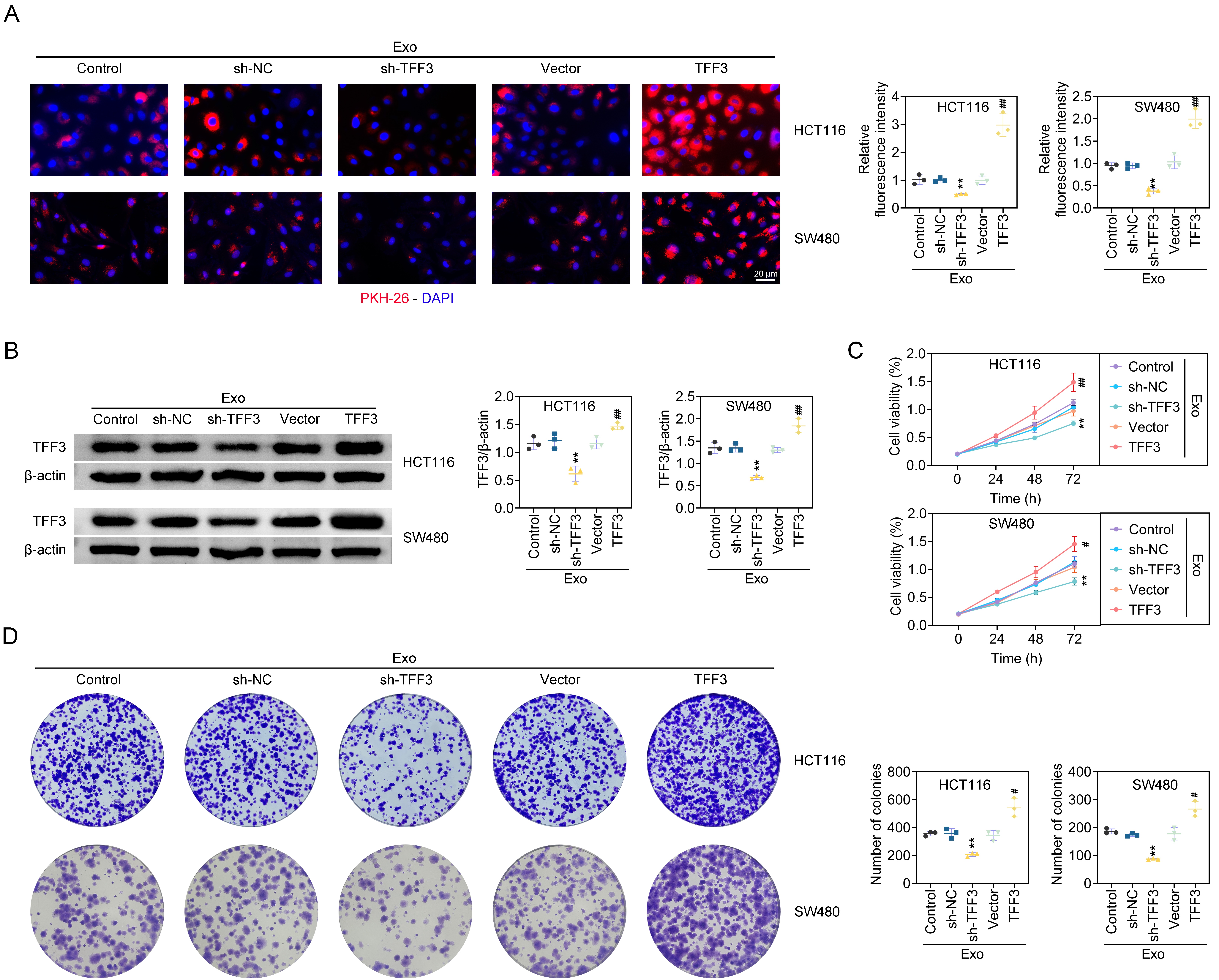 Exosomal TFF3 promotes CRC cell growth. Groups had
been segregated to Exo, sh-NC-Exo, sh-TFF3-Exo, Vector-Exo and TFF3-Exo group.
(A) The fluorescence intensity of PKH-26
was examined through IF assay and analyzed through Image J software. Bar = 20
μm. (n = 3). (B) Western blotting assessed TFF3 protein expression. (n =
3). (C) CCK-8 assays evaluated cells viabilities. (n = 3). (D) Colony formation
assay explored cells proliferation. N = 3. **p < 0.01
vs. sh-NC-Exo group; #p < 0.05, ##p < 0.01
vs. Vector-Exo group. TFF: Trefoil factor; Exo: Exosomes;
sh-NC: shRNA-negative control;
DAPI: 4′,6-Diamidino-2-PhenylIndole.