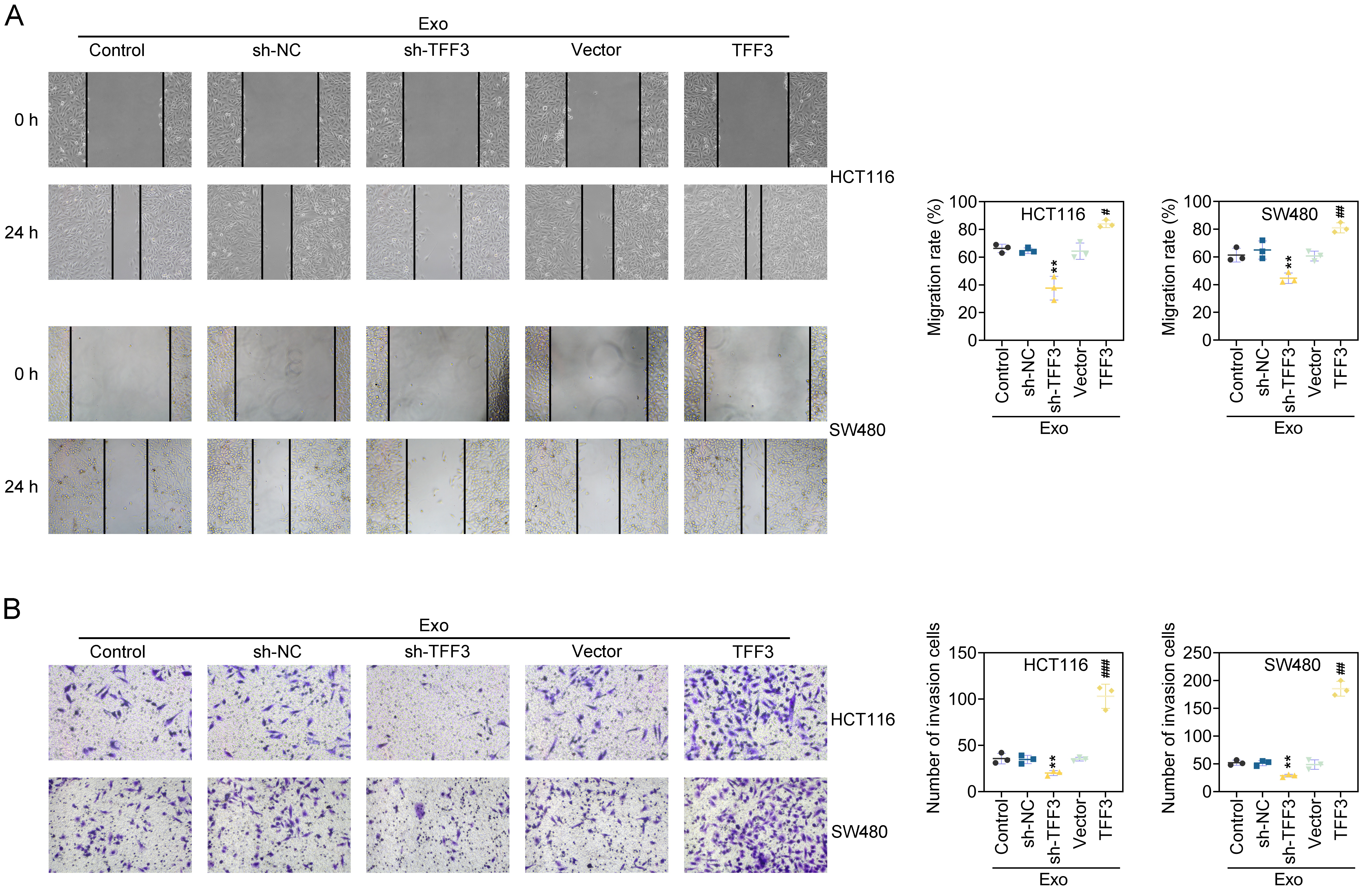 Exosomal TFF3 enhances cells invasion and migration in
CRCs. Groups had been segregated to Exo, sh-NC-Exo, sh-TFF3-Exo, Vector-Exo and
TFF3-Exo groups. (A) The cell migration was evaluated by wound healing assay. (n
= 3). (B) Transwell assay was used to assess cells invasion. (n = 3).
**p < 0.01 vs. sh-NC-Exo group; #p <
0.05, ##p < 0.01, ###p < 0.001 vs. Vector-Exo group. TFF: Trefoil factor;
Exo: Exosomes; sh-NC: shRNA-negative control.