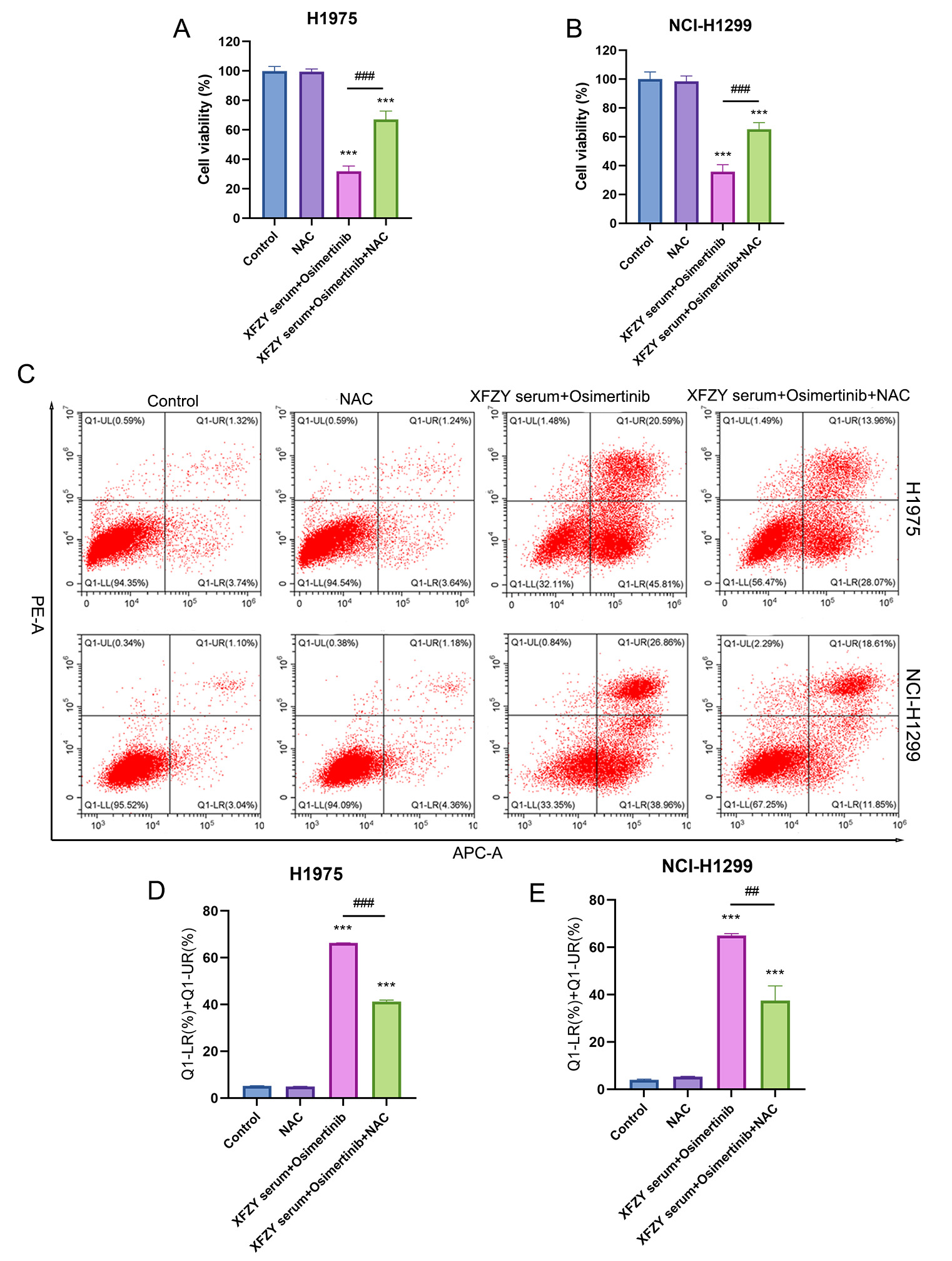 The combination of XFZY serum and Osimertinib inhibited the
proliferation and apoptosis of NSCLC cell lines by promoting ROS production. The
combination of XFZY serum and Osimertinib was used to treat H1975 and NCI-H1299
cell lines with or without NAC. A CCK8 assay was performed to detect the
proliferation of (A) H1975 and (B) NCI-H1299 cells. (C) Flow cytometry was
performed to detect cell apoptosis, and a bar chart was used to analyze the
apoptosis of the (D) H1975 and (E) NCI-H1299 cell lines. Compared with the
control group, ***p < 0.001; compared with the XFZY serum +
Osimertinib group, ##p < 0.01, ###p < 0.001.
XFZY: XueFu ZhuYu; NAC: N-acetylcysteine; NCI: National Cancer
Institute; PE-A: Phycoerythrin-Area; APC-A: Allophycocyanin-Area.