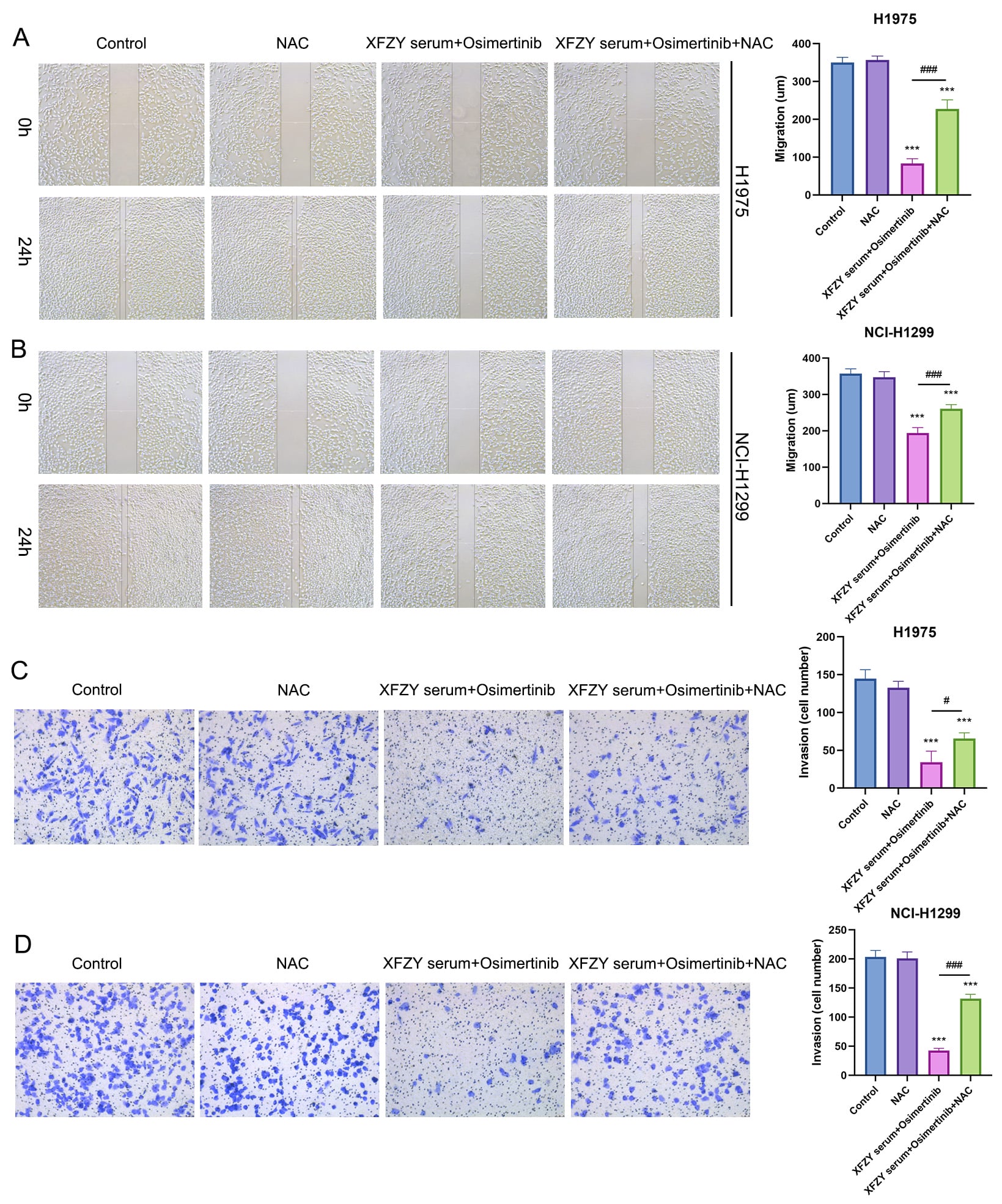 The combination of XFZY serum and Osimertinib inhibited the
migration and invasion of NSCLC cell lines by promoting ROS production. The
combination of XFZY serum and Osimertinib was used to treat H1975 and NCI-H1299
cell lines with or without NAC. A scratch assay was performed to detect the
migration of (A) H1975 and (B) NCI-H1299 cells. Transwell assays were performed
to detect the invasion of (C) H1975 and (D) NCI-H1299 cells. Compared with the
control group, ***p < 0.001; compared with the XFZY serum +
Osimertinib + NAC group, #p < 0.05, ###p <
0.001. XFZY: XueFu ZhuYu; NAC: N-acetylcysteine; NCI: National Cancer
Institute.