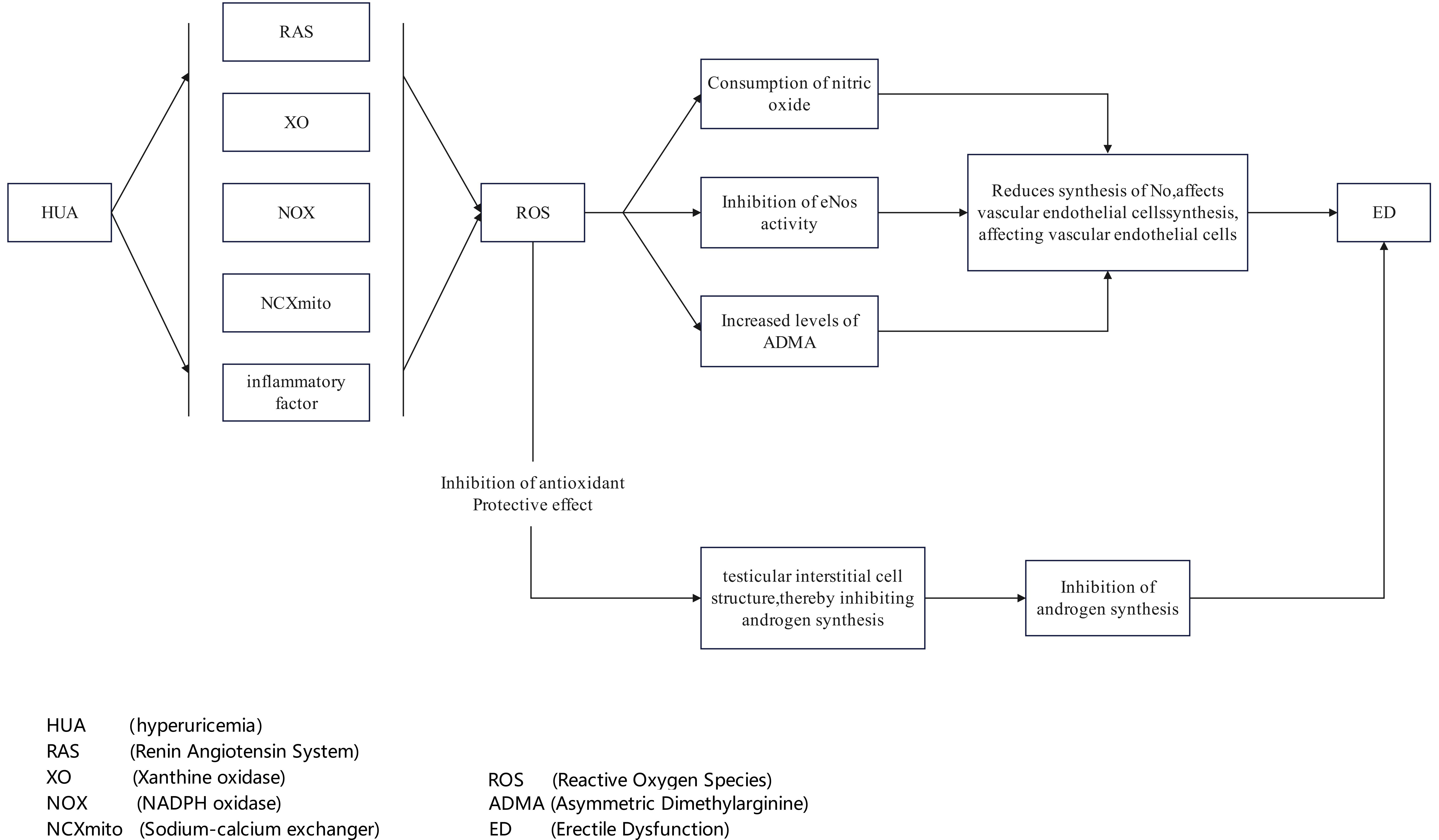 Mechanism by which hyperuricemia inhibits nitric oxide synthesis
through oxidative stress and inflammatory response, leading to erectile
dysfunction.