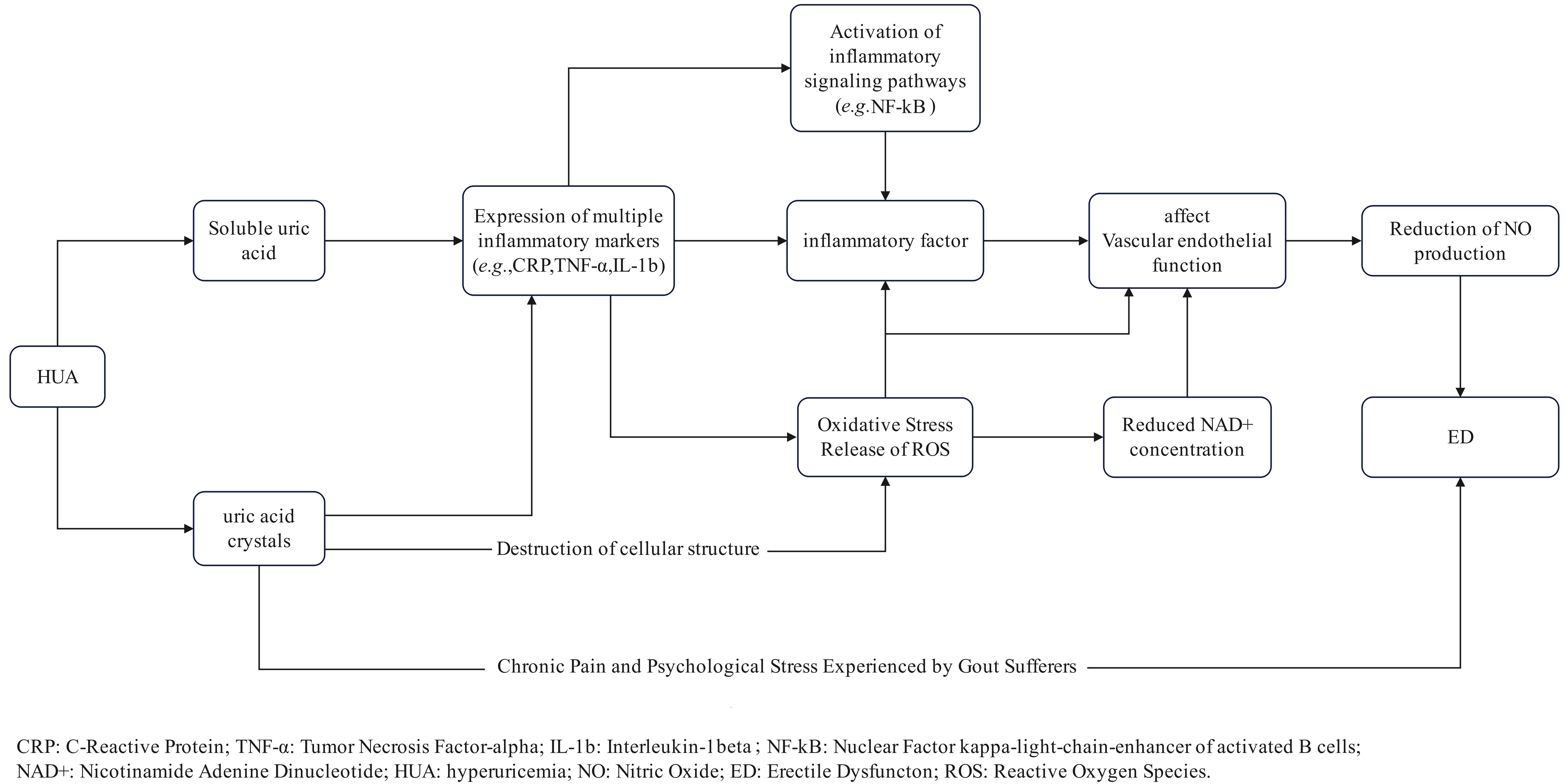 Mechanism of hyperuricemia damaging vascular endothelial
function through inflammatory pathways and oxidative stress.