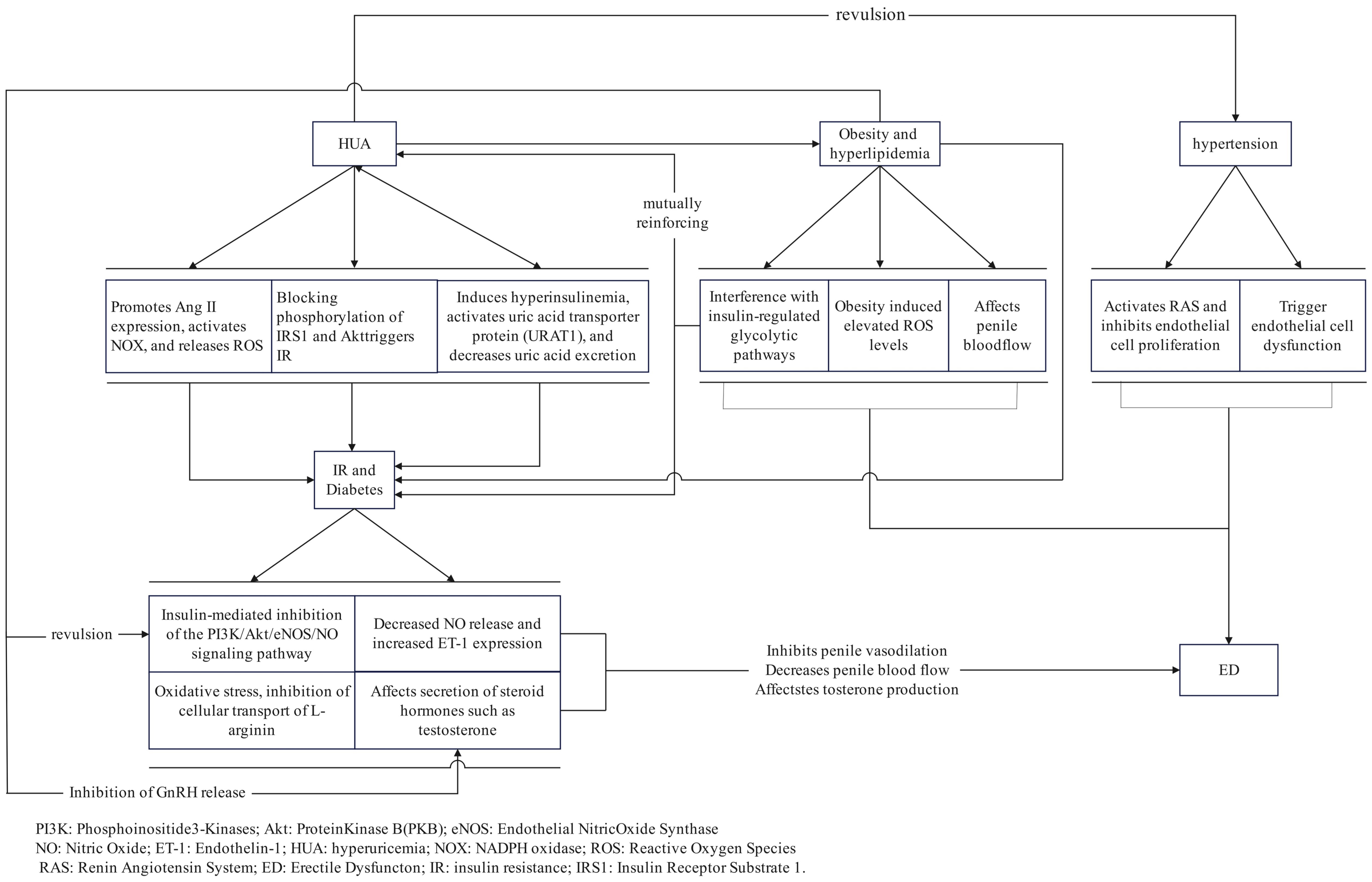 Molecular pathways by which hyperuricemia mediates insulin
resistance and vascular endothelial dysfunction.