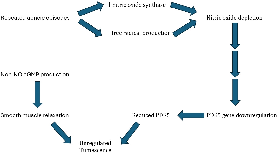 Proposed pathway of unregulated tumescence. NO: nitric oxide;
PDE5: phosphodiesterase 5; cGMP: cyclic guanosine monophosphate. ↓:
decreased activity; ↑: increased activity.