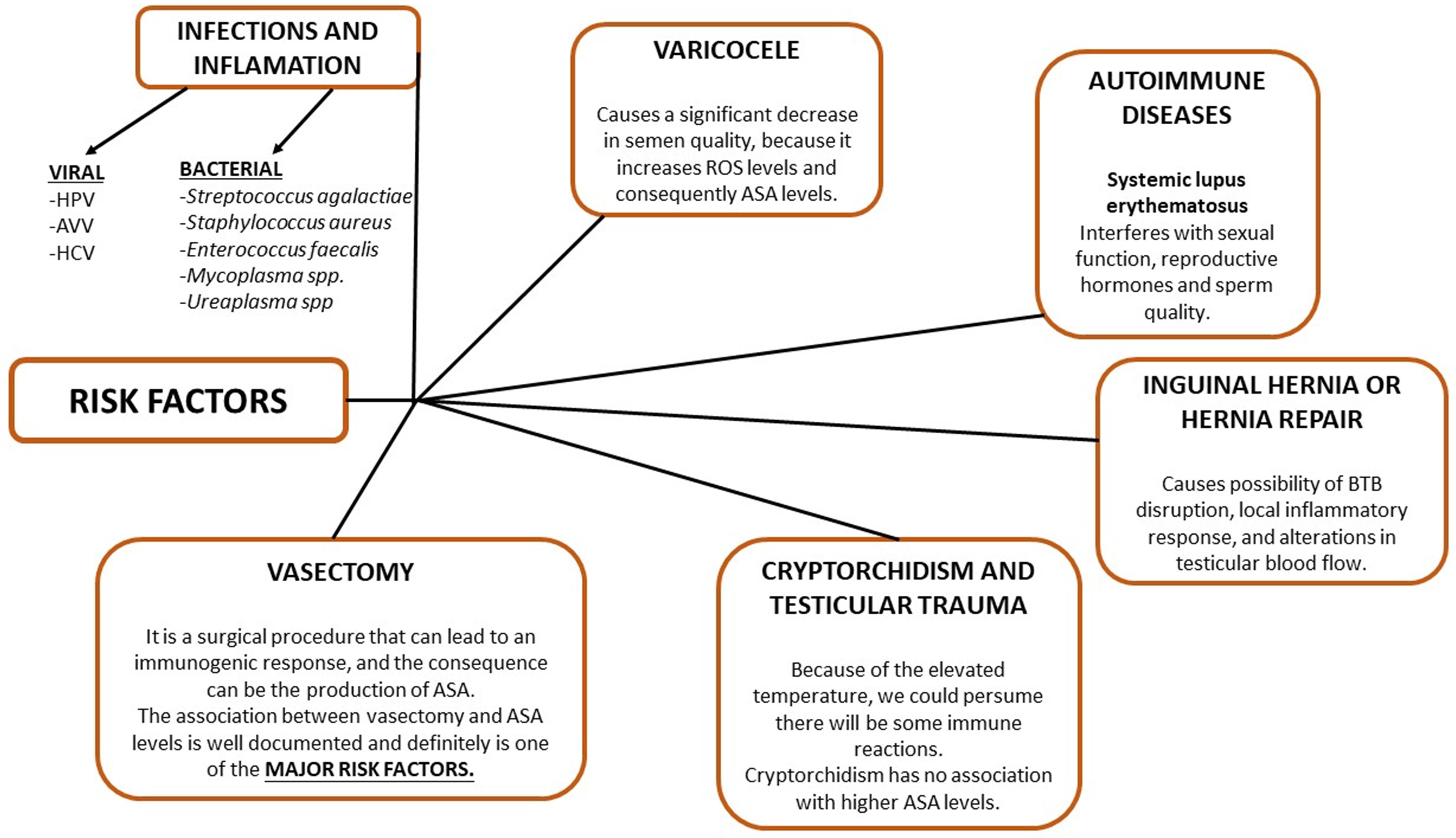 Risk factors for ASA production. BTB: blood-testis barrier; HPV: 
human papillomavirus; AVV: adeno-associated virus; HCV: hepatitis C virus; ASA: 
antisperm antibodies; ROS: reactive oxygen species.