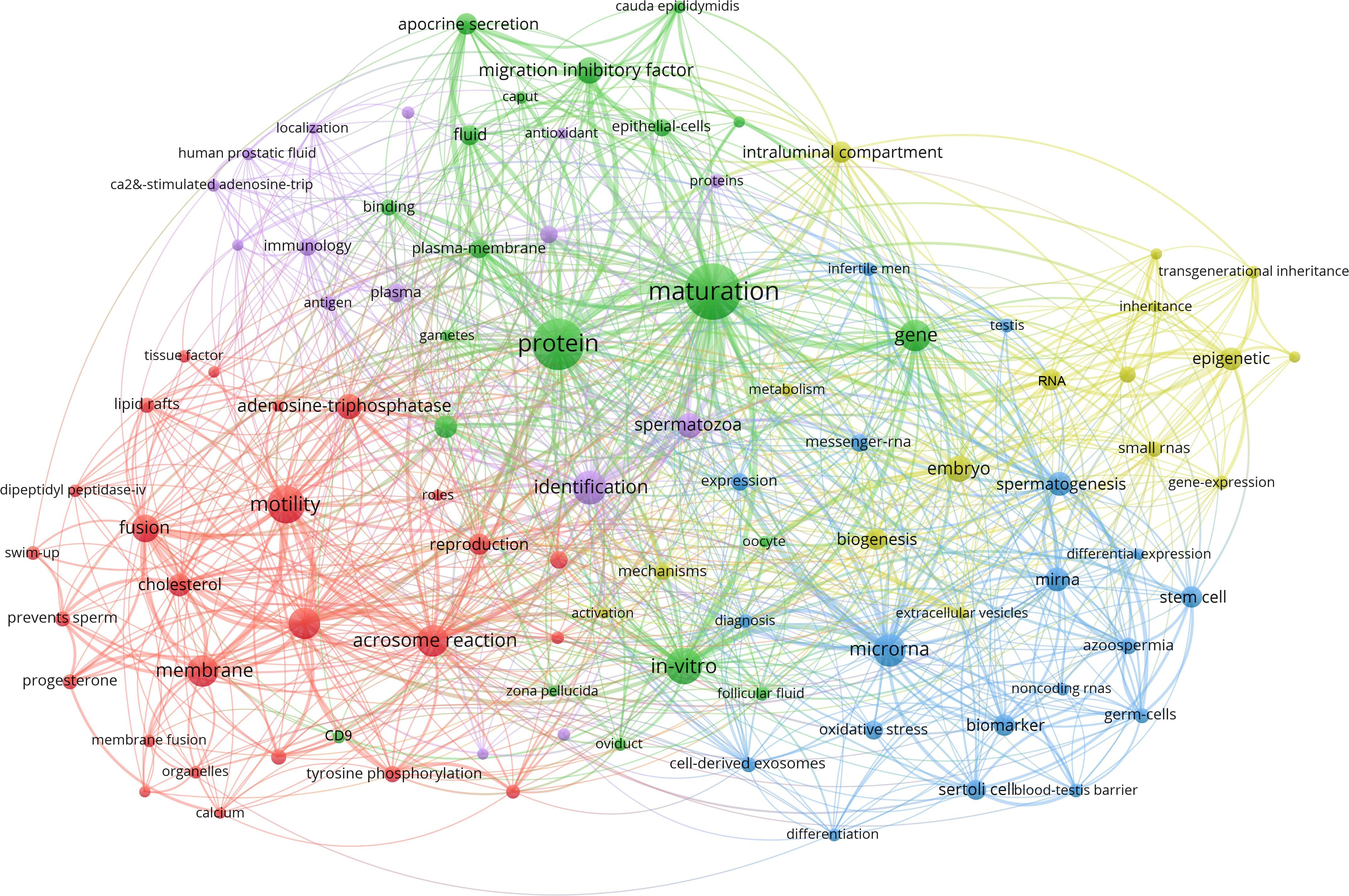 Keyword co-occurrence network in male reproductive system
exosome research. Note: This network diagram visualizes keyword co-occurrence
from 511 articles on exosomes in the male reproductive system, retrieved from the
Web of Science Core Collection (1970–2024). The analysis includes terms related
to exosomes (e.g., epididymosomes, prostasomes) and male infertility
(e.g., sperm, testis, seminal plasma). Color-coded clusters represent
major research themes: green (proteins, maturation, spermatozoa), red (motility,
fusion, acrosome reaction), blue (miRNA, stem cells, spermatogenesis), yellow
(gene expression, epigenetics, inheritance), and purple (immunology, fluid).