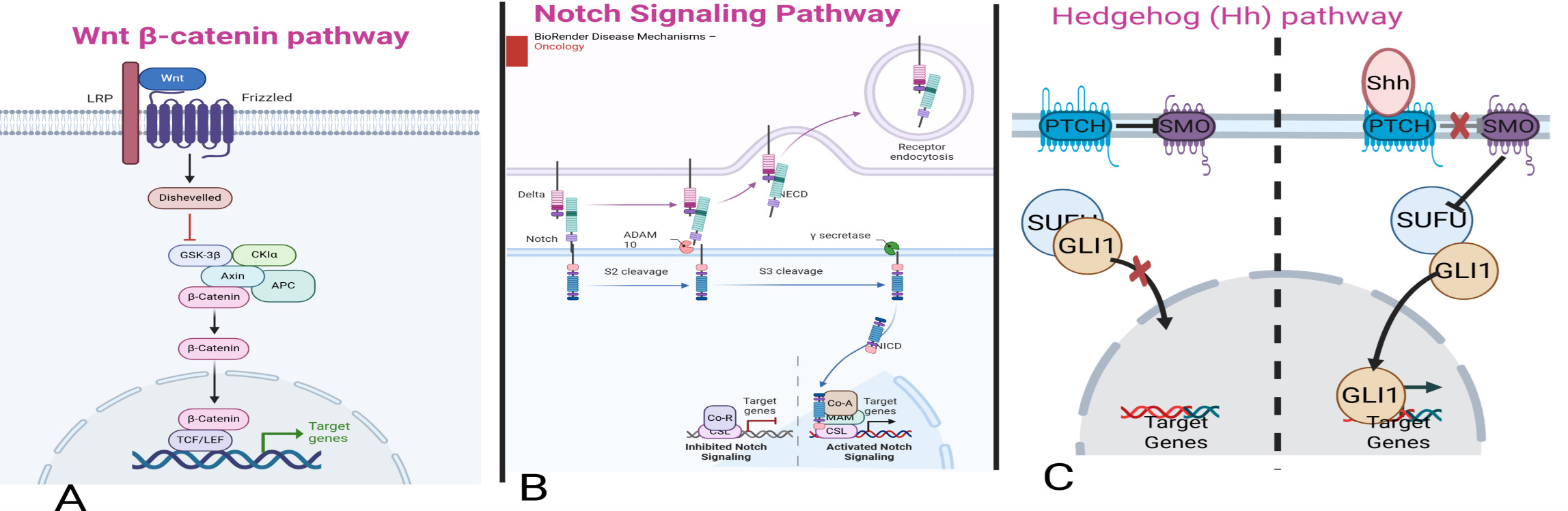 Key signaling pathways regulating prostate cancer stem cells
(PCSCs) (created in https://BioRender.com).
This figure illustrates the major signaling pathways: Wnt/β-catenin,
Notch, and Hedgehog that regulate the maintenance, self-renewal, proliferation,
and therapy resistance of prostate cancer stem cells (PCSCs). (A) The
Wnt/β-catenin pathway stabilizes β-catenin, allowing its nuclear
translocation and transcriptional activation of genes such as c-Myc,
Cyclin D1, and Axin2, thereby promoting PCSC survival and
epithelial-to-mesenchymal transition (EMT). (B) In the Notch pathway, ligand
binding triggers proteolytic cleavage of the receptor, releasing the Notch
intracellular domain (NICD), which translocates to the nucleus and activates
downstream genes like Hes1 and Hey1, maintaining the
undifferentiated state of PCSCs. (C) Activation of the Hedgehog pathway involves
binding of Sonic Hedgehog (Shh) to the Patched (PTCH) receptor, lifting
inhibition of Smoothened (SMO) and enabling GLI-mediated transcription of
stemness-associated genes. These core pathways are interconnected with additional
signaling axes, such as PI3K/AKT, STAT3, and TGF-β, which further enhance
PCSC survival and treatment resistance. TCF/LEF, T-cell factor/lymphoid enhancer
factor; NICD, Notch intracellular domain; Shh, Sonic Hedgehog; PTCH, Patched
receptor; SMO, Smoothened receptor; GLI, glioma-associated oncogene homolog;
SUFU, Suppressor of Fused; ADAM, A Disintegrin and Metalloproteinase; NECD, Notch
Extracellular Domain; Co-A, Co-Activator; Co-R, Co-Repressor; MAM,
Mastermind-like Protein; CSL, CBF1/Su(H)/Lag-1; CKIα, Casein Kinase I
Alpha; GSK, Glycogen Synthase Kinase (commonly GSK-3β in Wnt signaling);
LRP, Low-Density Lipoprotein Receptor-Related Protein (commonly LRP5/6).