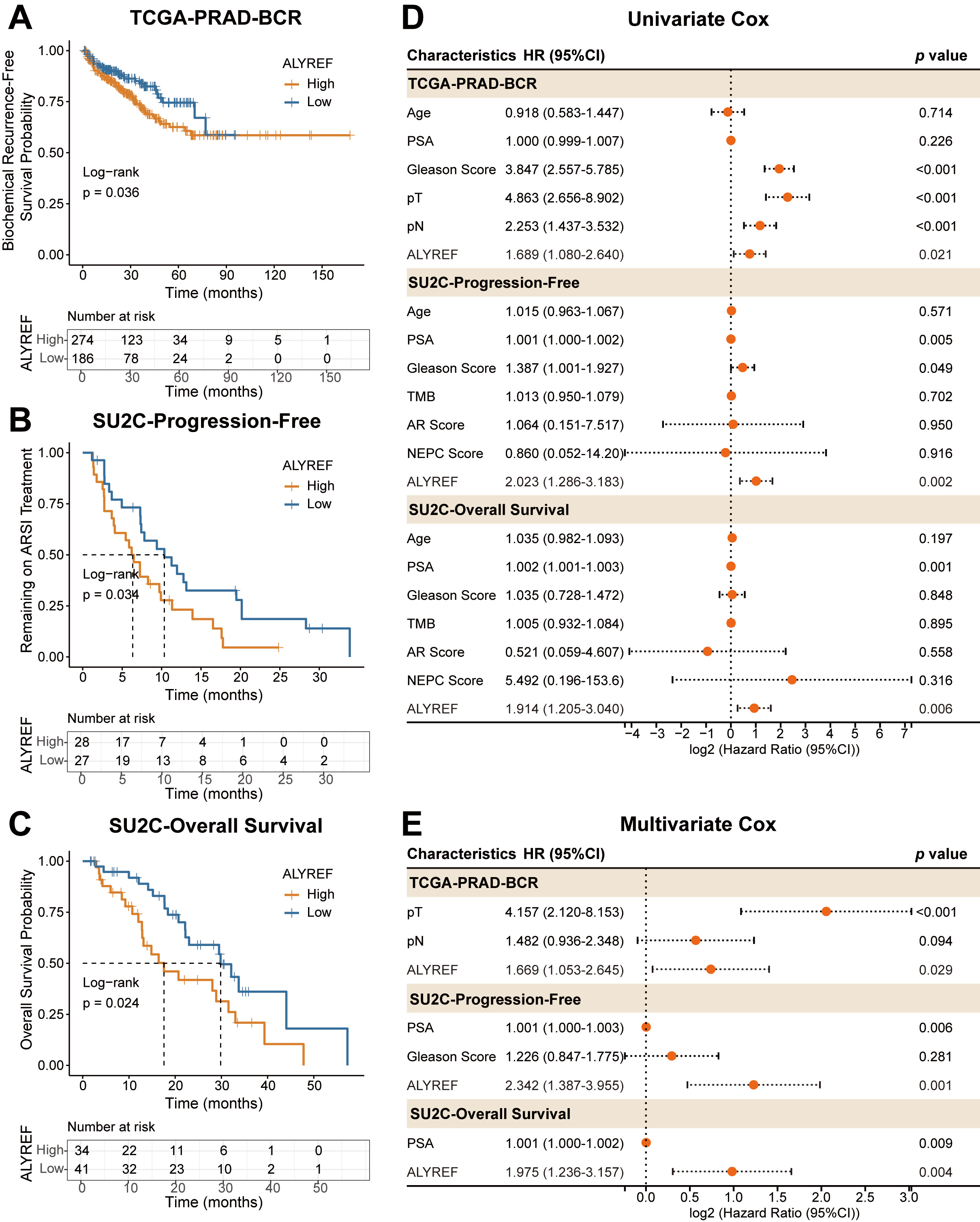 Prognostic implications of ALYREF in localized and
advanced prostate cancer. (A) Kaplan-Meier survival analysis illustrating
biochemical recurrence (BCR)-free survival in the TCGA-PRAD cohort. (B)
Kaplan-Meier curve depicting progression-free survival (PFS) in the SU2C advanced
prostate cancer cohort, stratified by high and low ALYREF expression.
(C) Kaplan-Meier analysis of overall survival (OS) in the SU2C cohort. (D) Forest
plot of univariate Cox proportional hazards regression models evaluating the
prognostic impact of clinical characteristics. (E) Forest plot of multivariate
Cox proportional hazards regression. ARSI: Androgen Receptor Signaling
Inhibitors; PSA: Prostate-Specific Antigen; PRAD: Prostate adenocarcinoma; TCGA:
The Cancer Genome Atlas; HR: hazard ratios; CI: confidence intervals; AR:
Androgen receptor; NEPC: Neuroendocrine prostate cancer; TMB: Tumor mutational
burden; SU2C: Stand Up To Cancer.