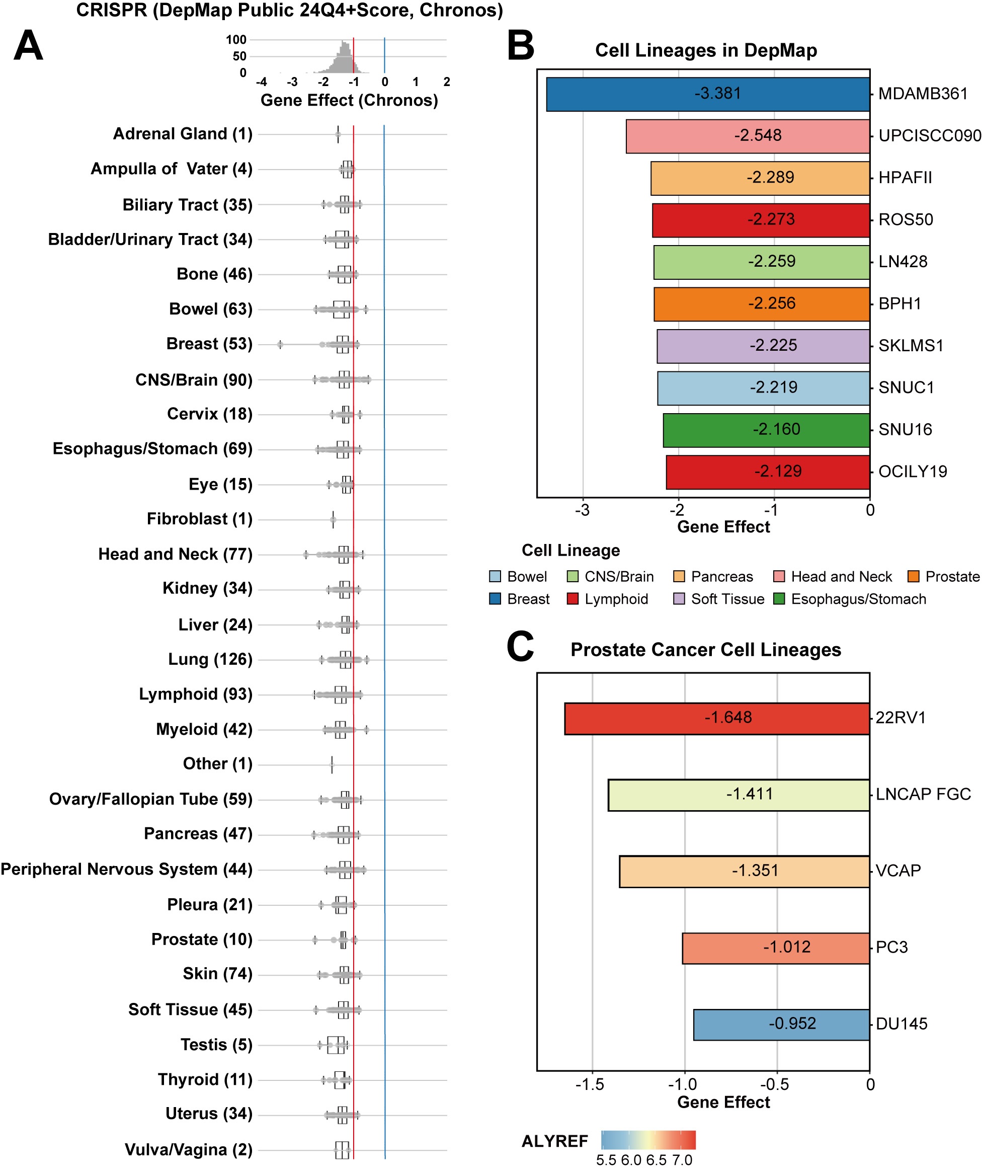 Functional dependency of ALYREF across tumor cell
lines. (A) Boxplot illustrating the distribution of ALYREF gene effect
scores (Chronos) across various tissue types from the CRISPR (DepMap Public
24Q4+Score, Chronos) dataset, with the vertical dashed line indicating the median
gene effect score, highlighting tissue-specific dependency patterns. (B) Bar
chart ranking the top 10 cell lines with the strongest ALYREF dependency
based on gene effect scores across diverse lineages. (C) Bar chart depicting
ALYREF dependency scores for prostate cancer cell lines. DepMap: Cancer
Dependency Map.