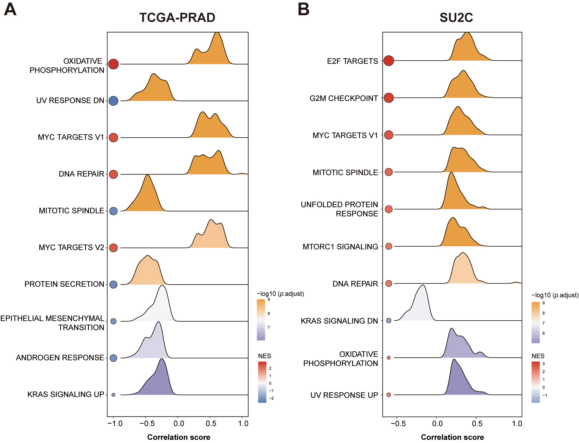 Functional enrichment analysis of ALYREF-associated
pathways in prostate cancer. (A) Gene Set Enrichment Analysis (GSEA) plot for
the TCGA-PRAD cohort, displaying the top 10 significantly enriched pathways
ranked by p value. (B) GSEA plot for the SU2C cohort, highlighting the
top 10 enriched pathways ranked by p value. TCGA-PRAD: The Cancer Genome
Atlas Prostate Adenocarcinoma; SU2C: Stand Up To Cancer.